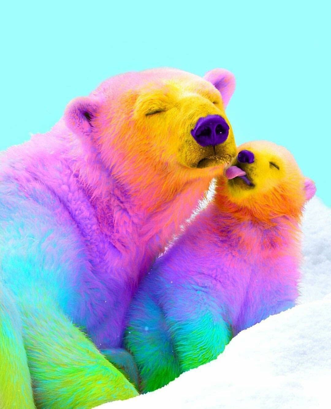 Orsi polari arcobaleno colorati, 1080x1334 Verticale, Telefono