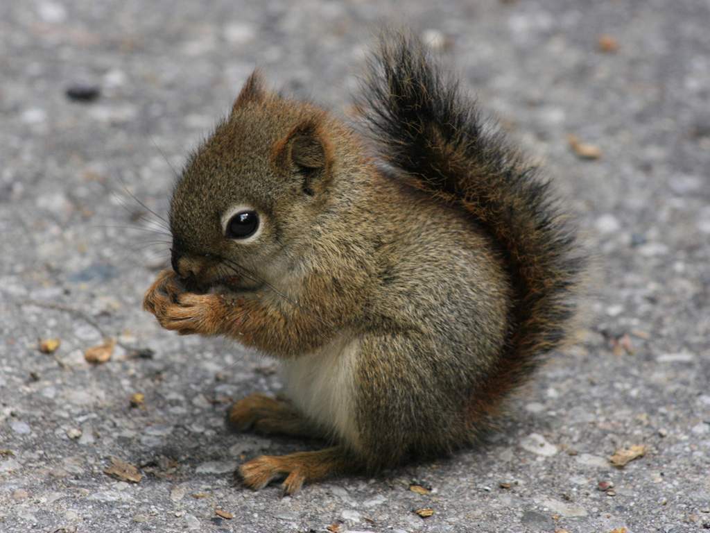 Scoiattolo cucciolo che mangia, 1024x768 HD, Laptop