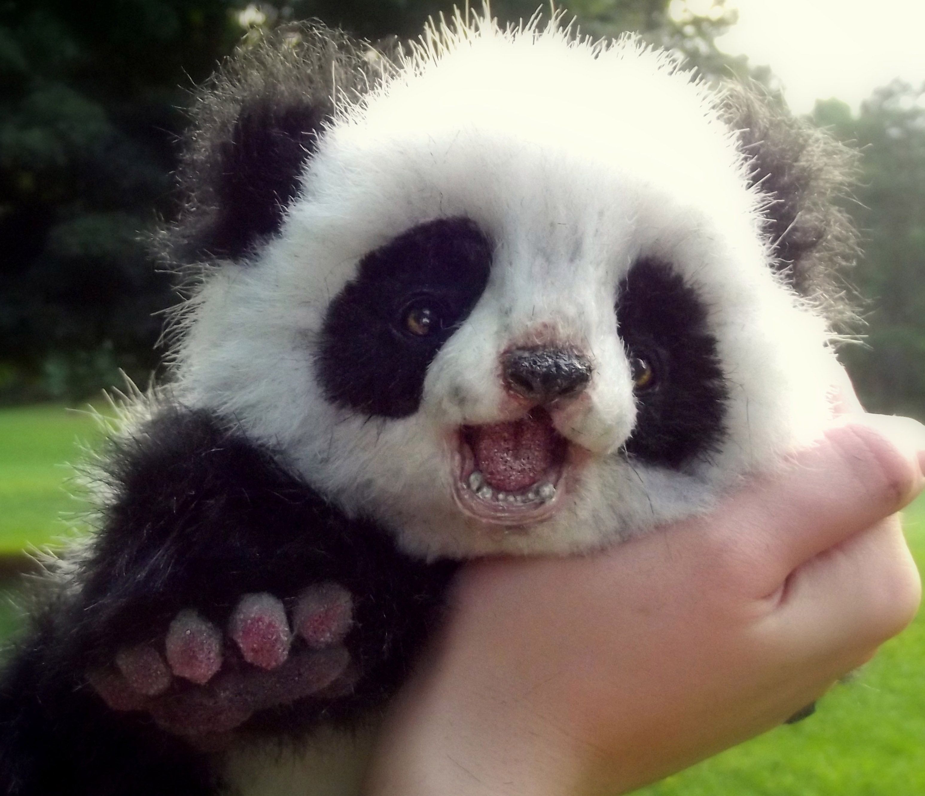 Cucciolo di panda in mano, 3093x2663 WQXGA, Laptop