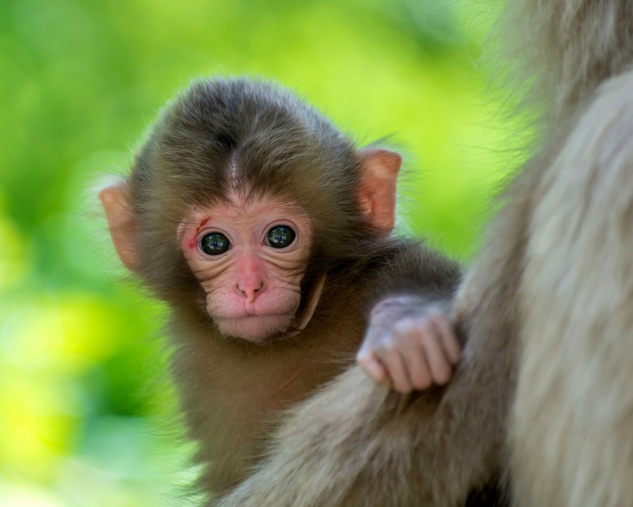Cucciolo di scimmia macaco, 1280x1024 720p, Laptop