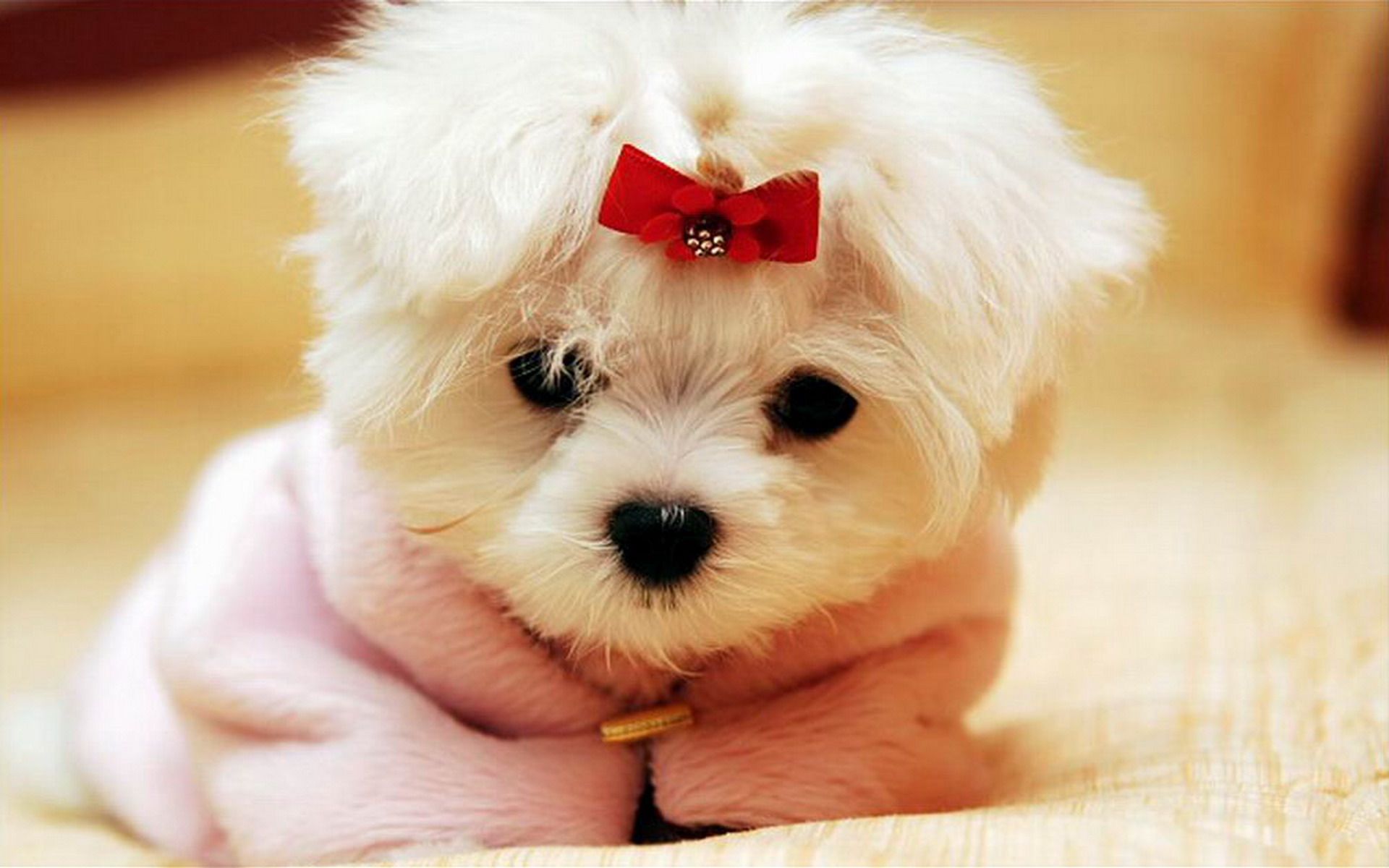 Cucciolo maltese fiocco rosso, 1920x1200 Full HD+ WUXGA, iMac
