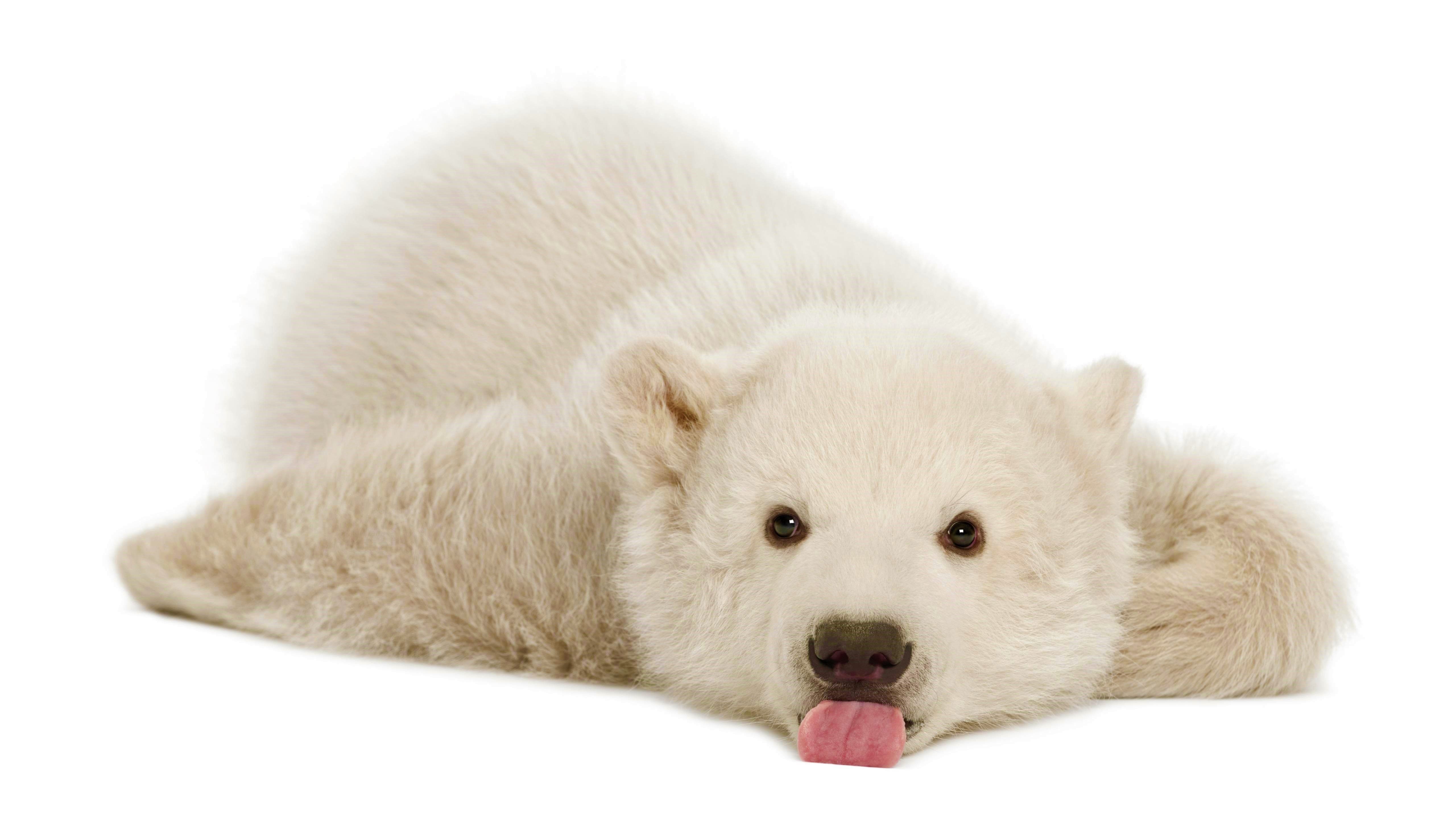 Cucciolo orso polare sdraiato, 5120x2880 Ultra HD, 4K TV