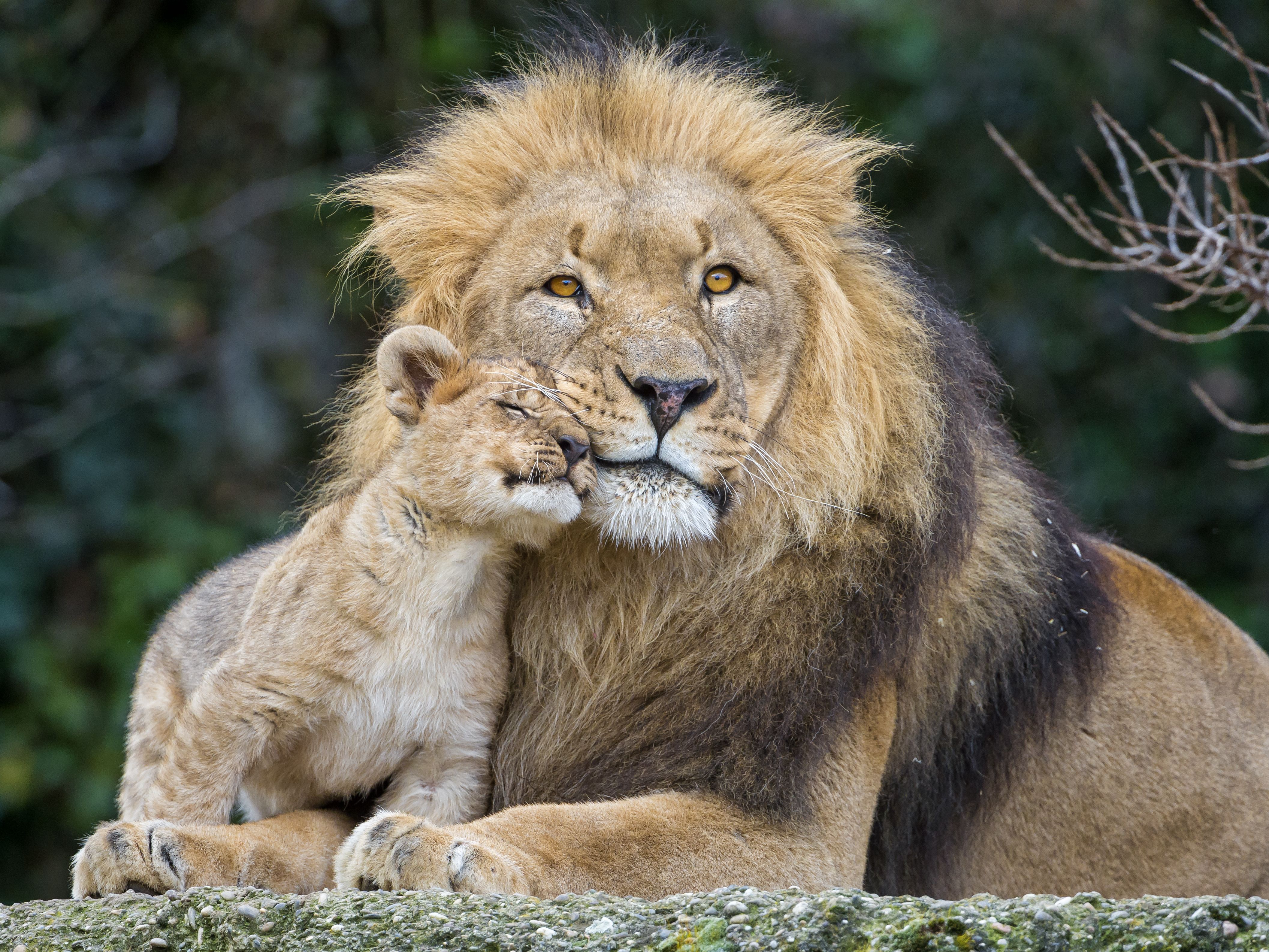 Leone con cucciolo affettuoso, 4227x3170 4K Ultra HD, Smart TV 4K