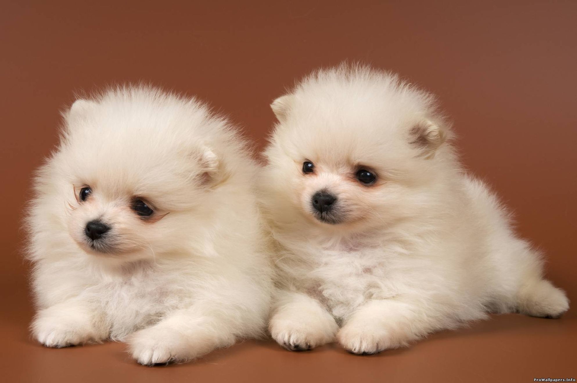 Due cuccioli Pomerania bianchi, 1987x1320 Full HD+ WUXGA, PC