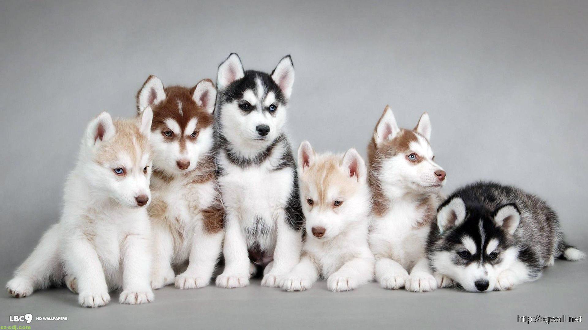 Cuccioli di husky in fila, 1920x1080 1080p, Laptop