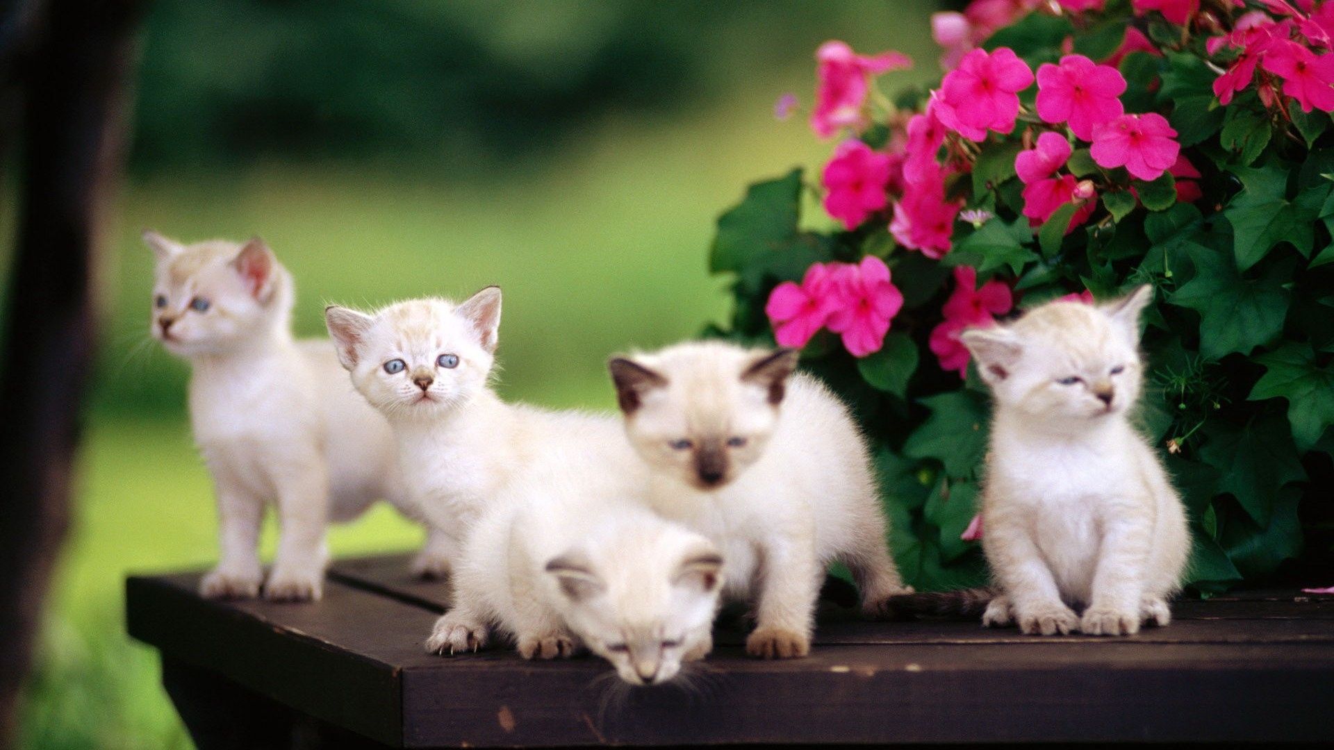 Cuccioli di gatto bianchi su tavolo, 1920x1080 Full HD, PC Desktop
