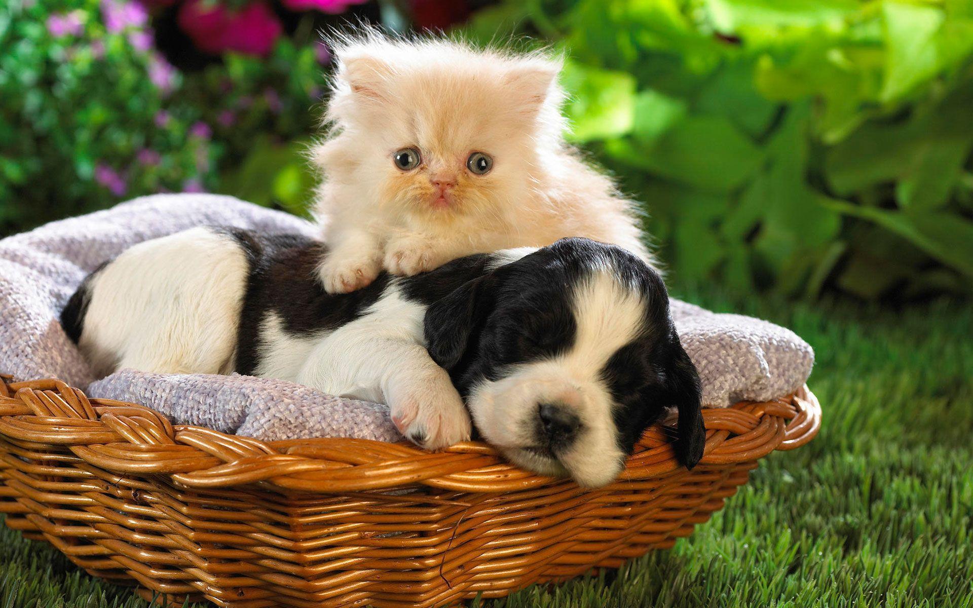Gattino e cucciolo nel cestino, 1920x1200 Full HD+ WUXGA, Laptop