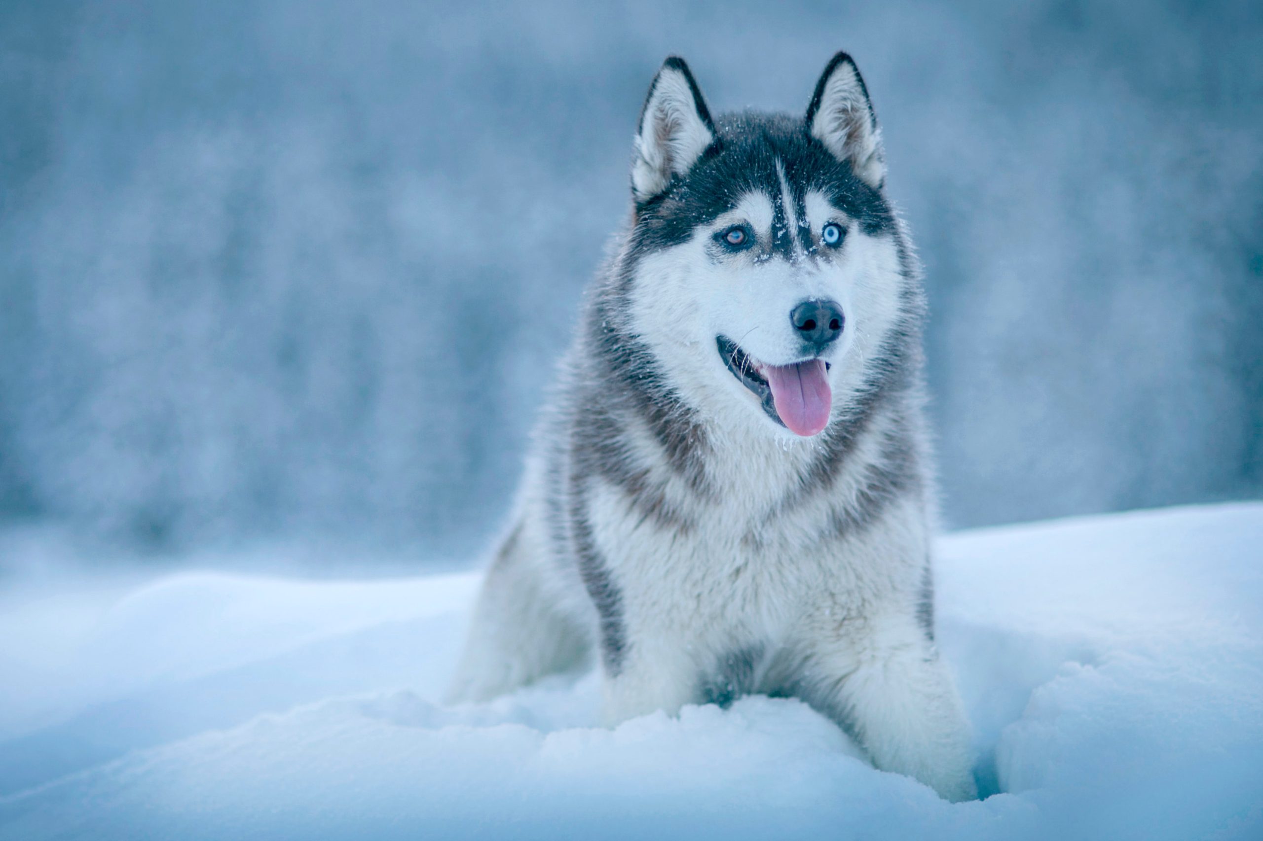 Husky nella neve invernale, 2560x1706 2K+, Monitor Gaming