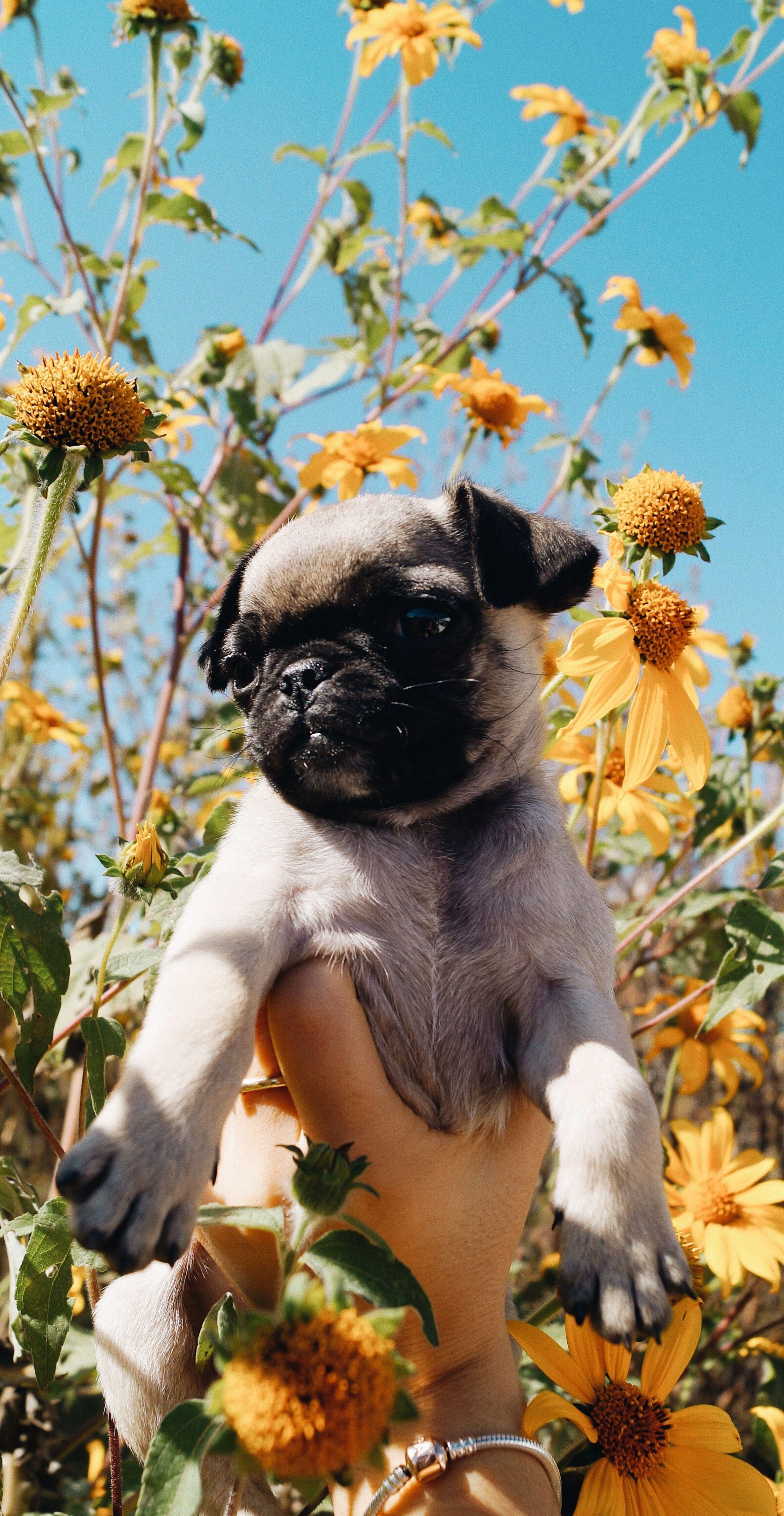Cucciolo carlino tra fiori gialli, 2334x4513 Verticale, Telefono