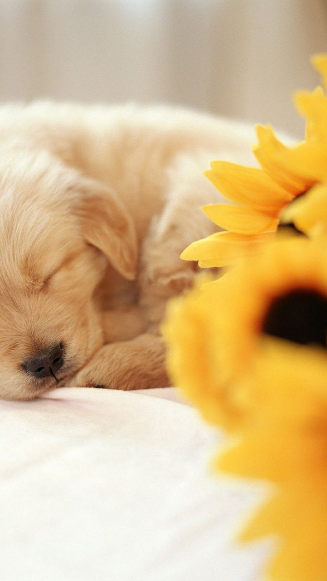 Cucciolo dorato addormentato con girasoli, 1080x1920 Full HD Verticale, Smartphone