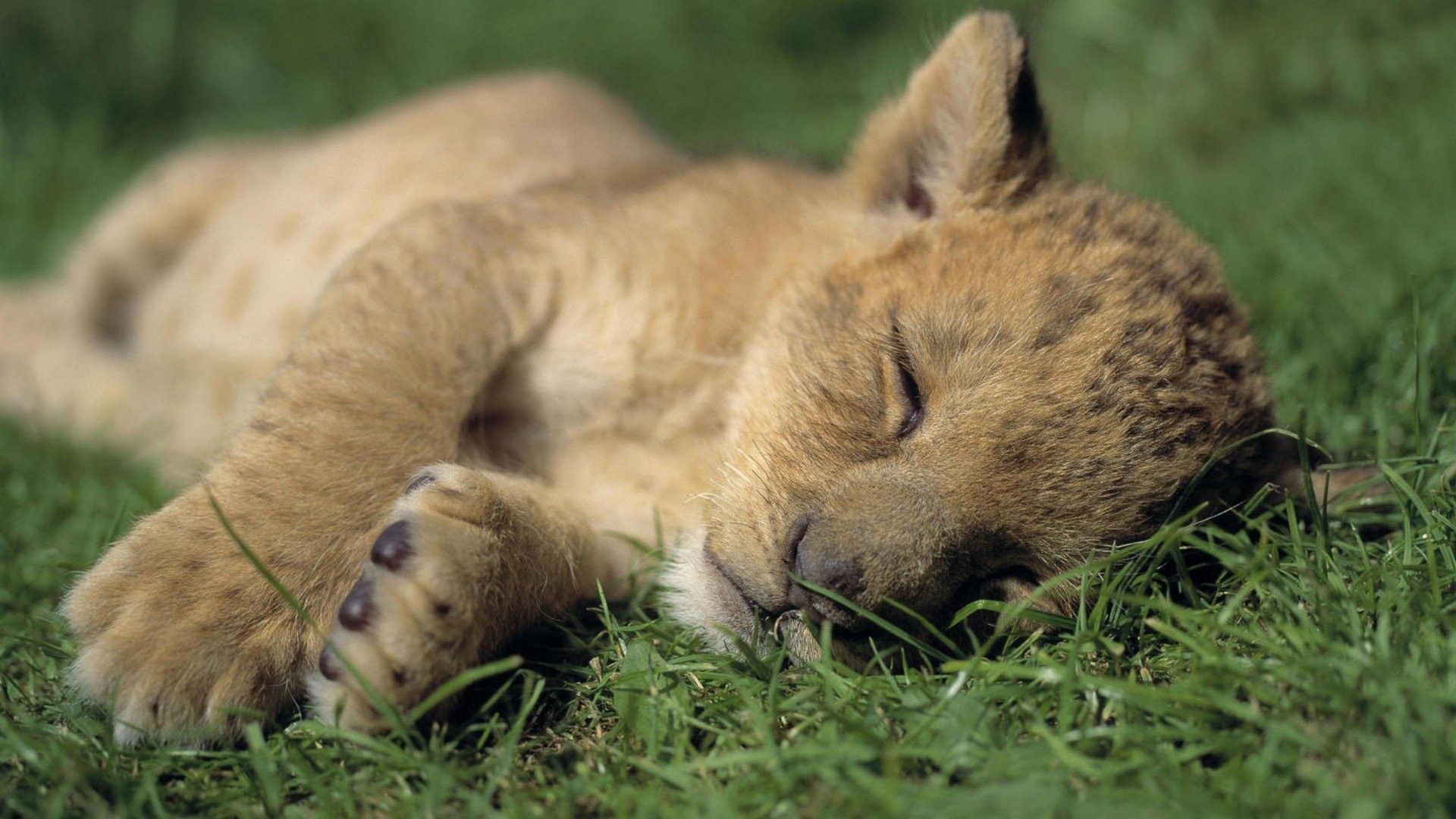 Cucciolo di leone addormentato, 1920x1080 1080p, Desktop