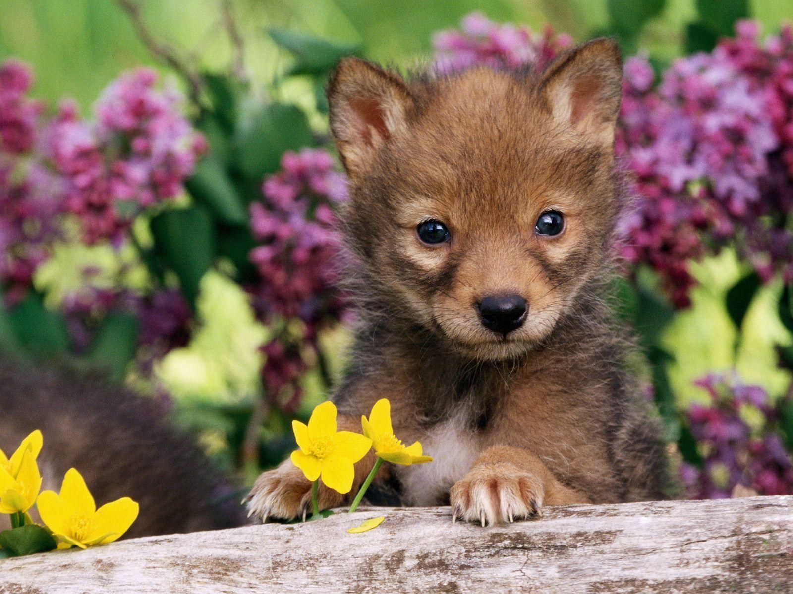 Cucciolo di lupo tra fiori, 1600x1200 HD, Desktop