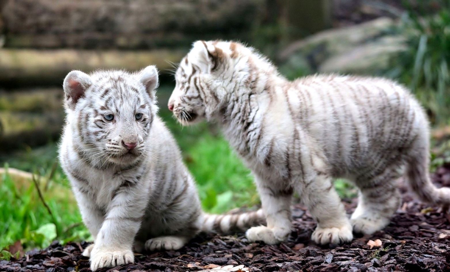 Cuccioli di tigre bianca, 1562x945 720p, Laptop