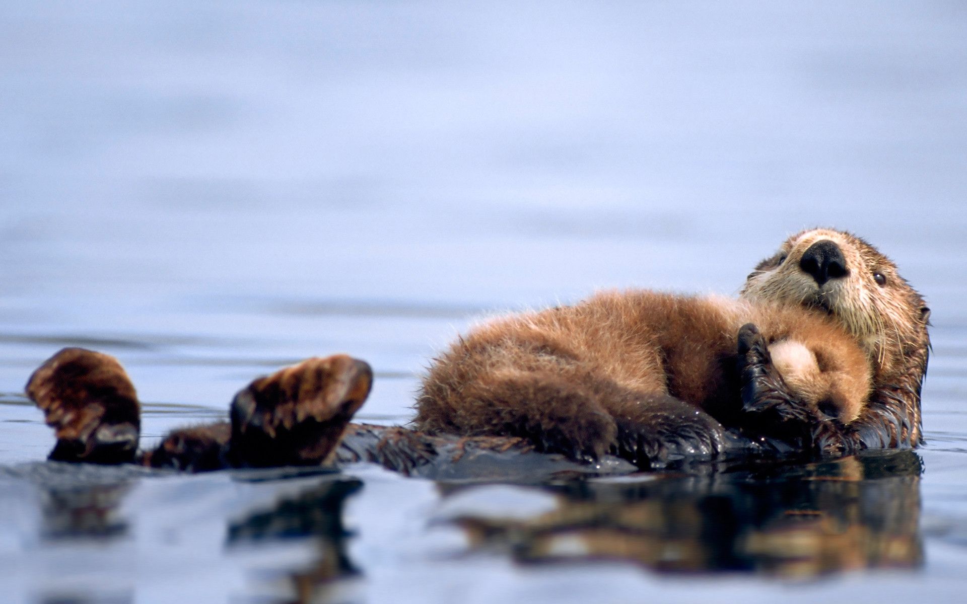 Cucciolo di lontra marina, 1920x1200 Full HD+ WUXGA, PC