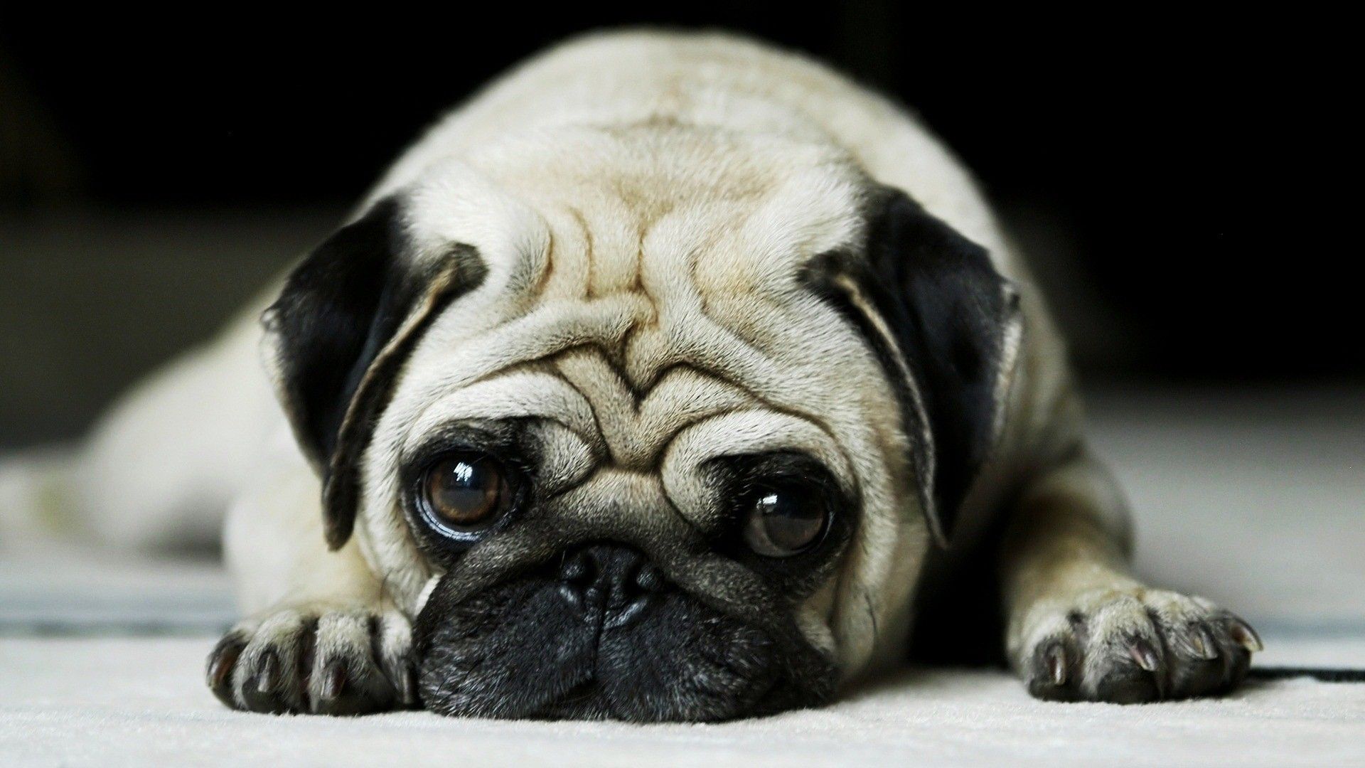 Cucciolo di carlino sdraiato, 1920x1080 Full HD, PC