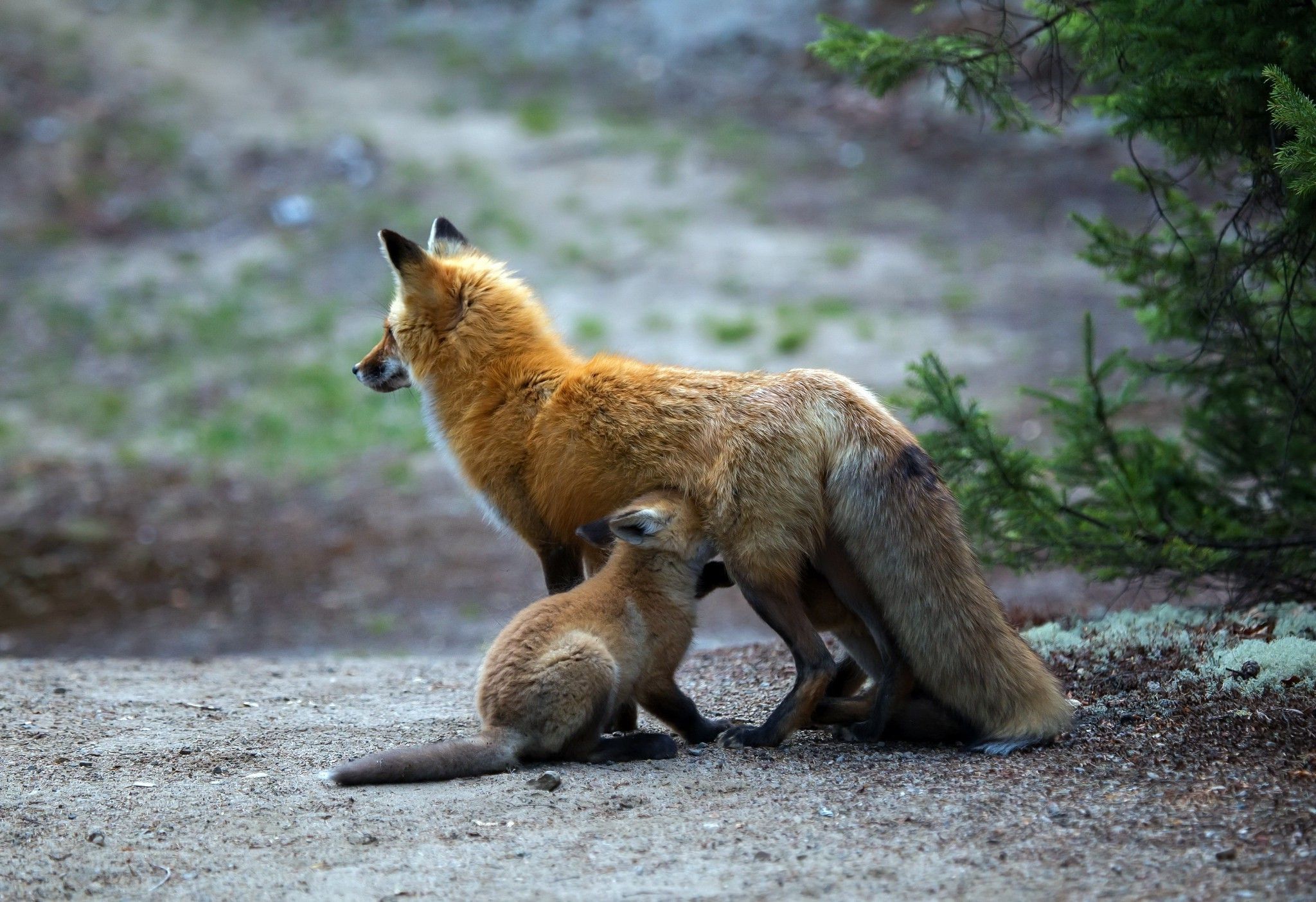 Volpe madre con cucciolo, 2048x1404 alta risoluzione, iMac