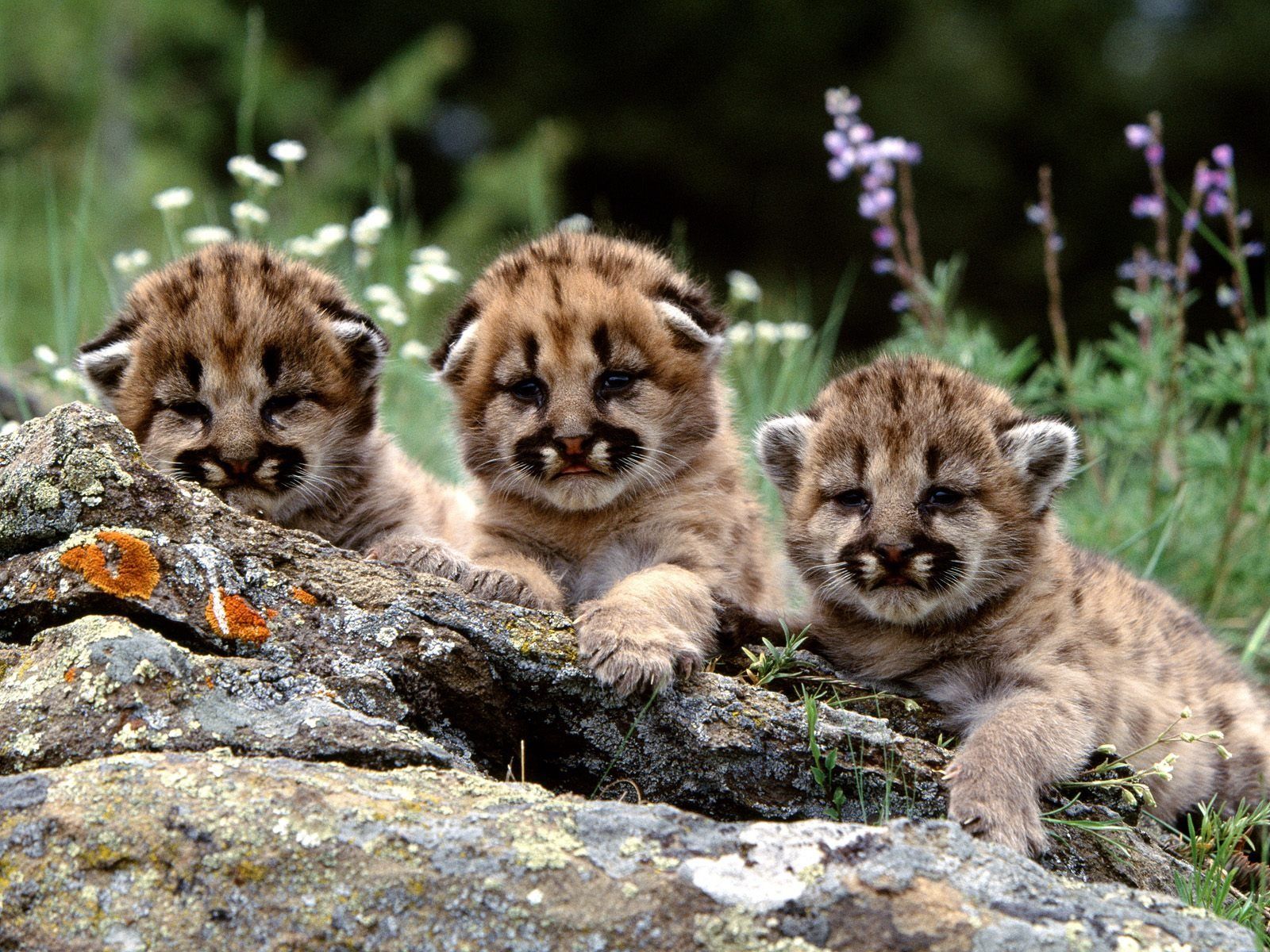 Cuccioli di puma tra rocce, 1600x1200 HD, Desktop