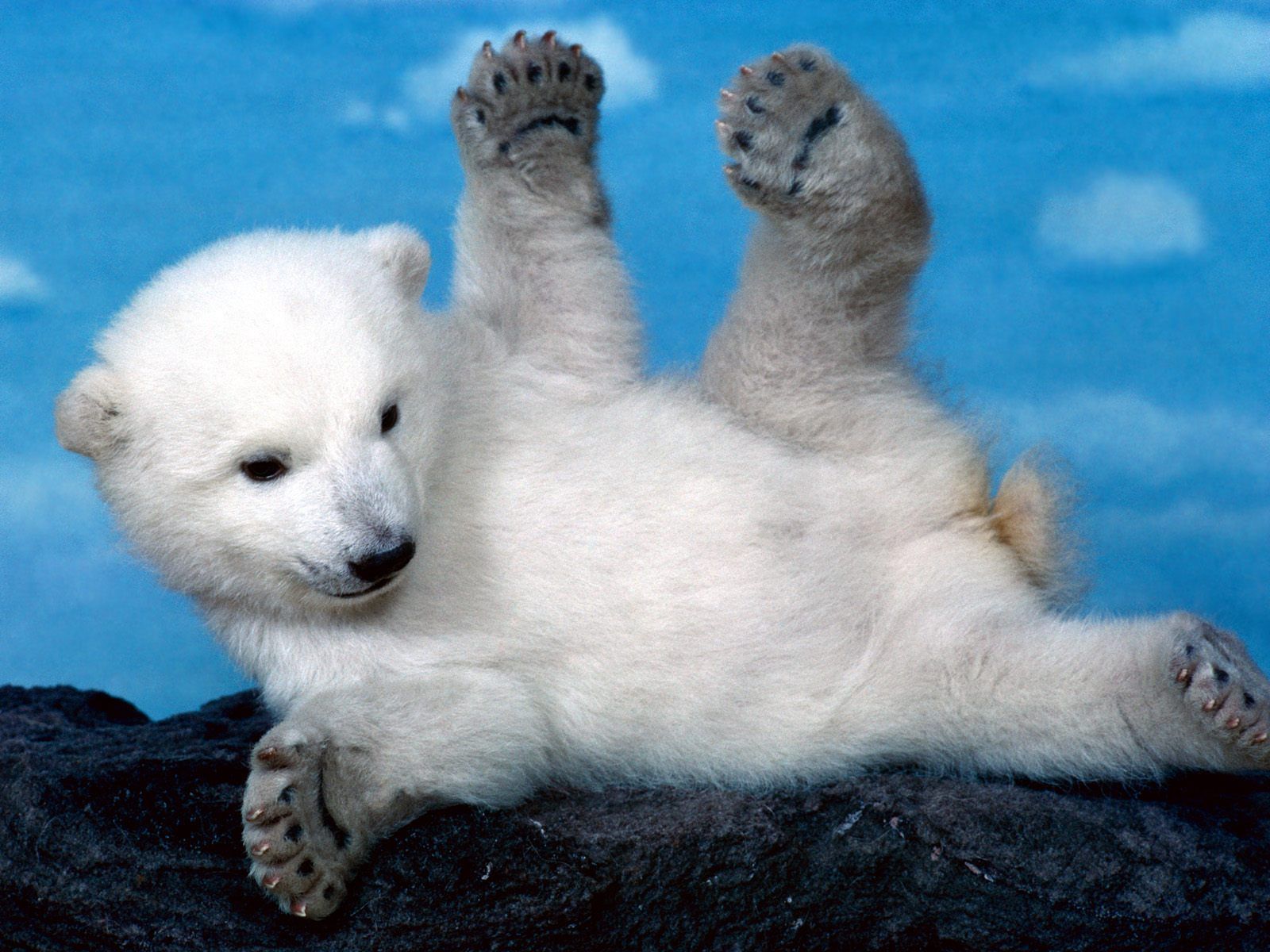 Cucciolo di orso polare, 1600x1200 900p, PC