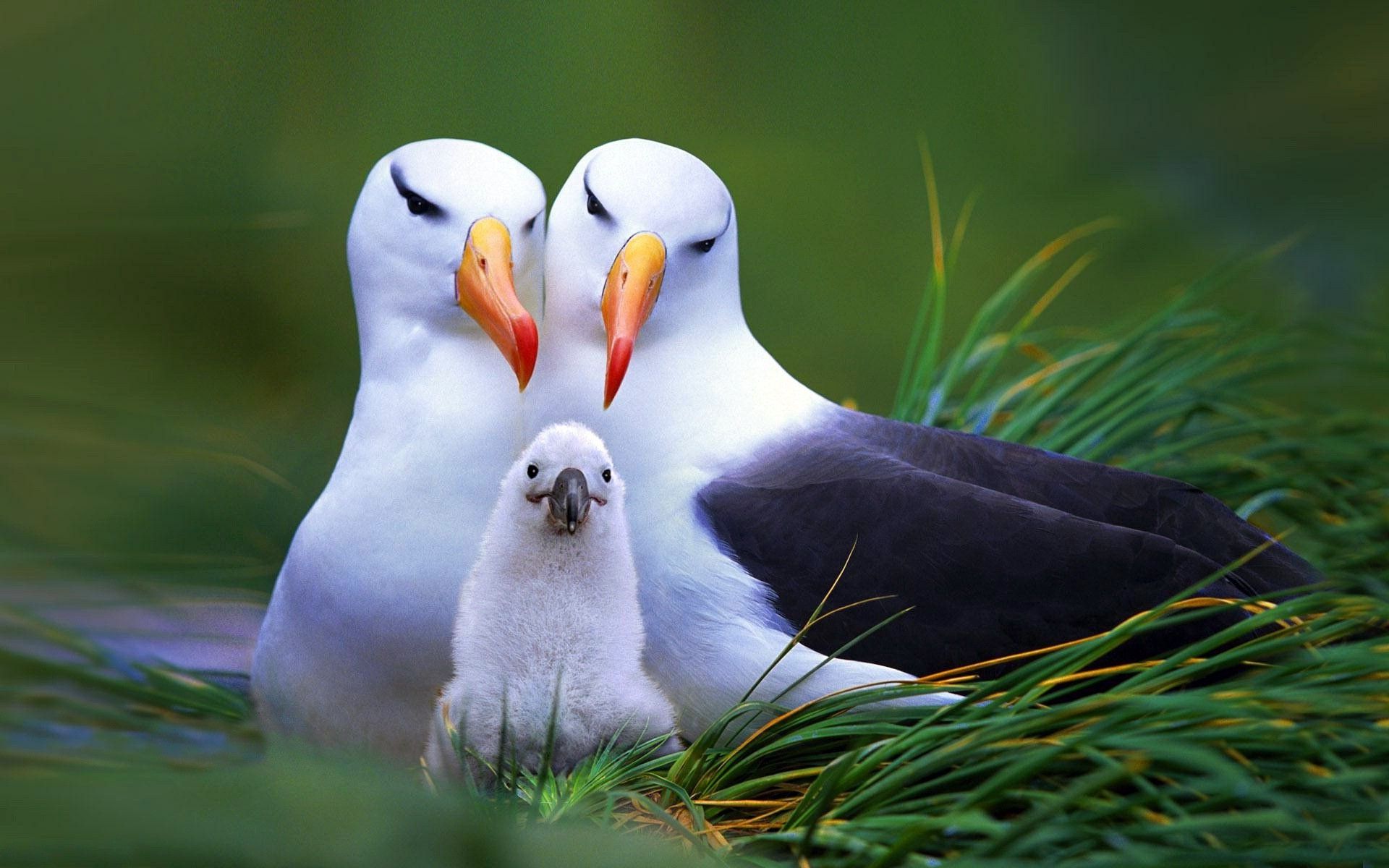 Albatros adulti con pulcino, 1920x1200 WUXGA, PC Desktop
