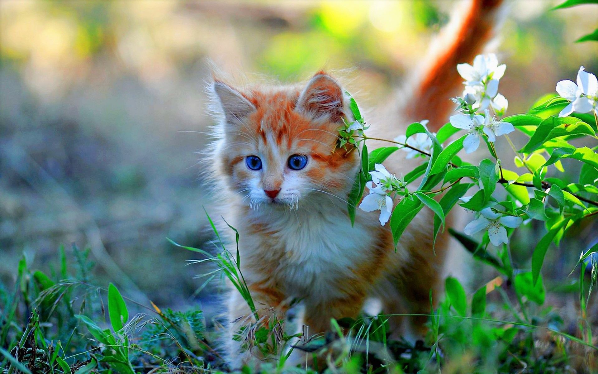 Gattino arancione tra fiori bianchi, 1920x1200 Full HD+, iMac