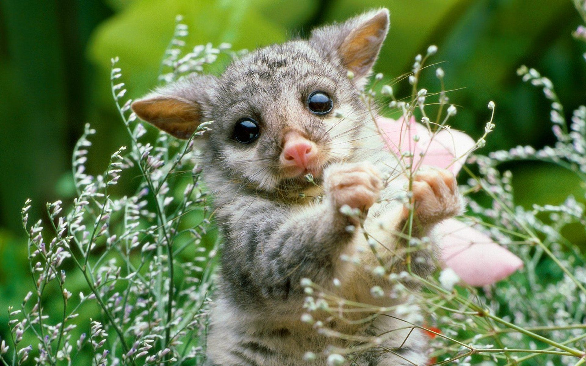 Cucciolo di opossum tra fiori, 1920x1200 Full HD+ WUXGA, Laptop