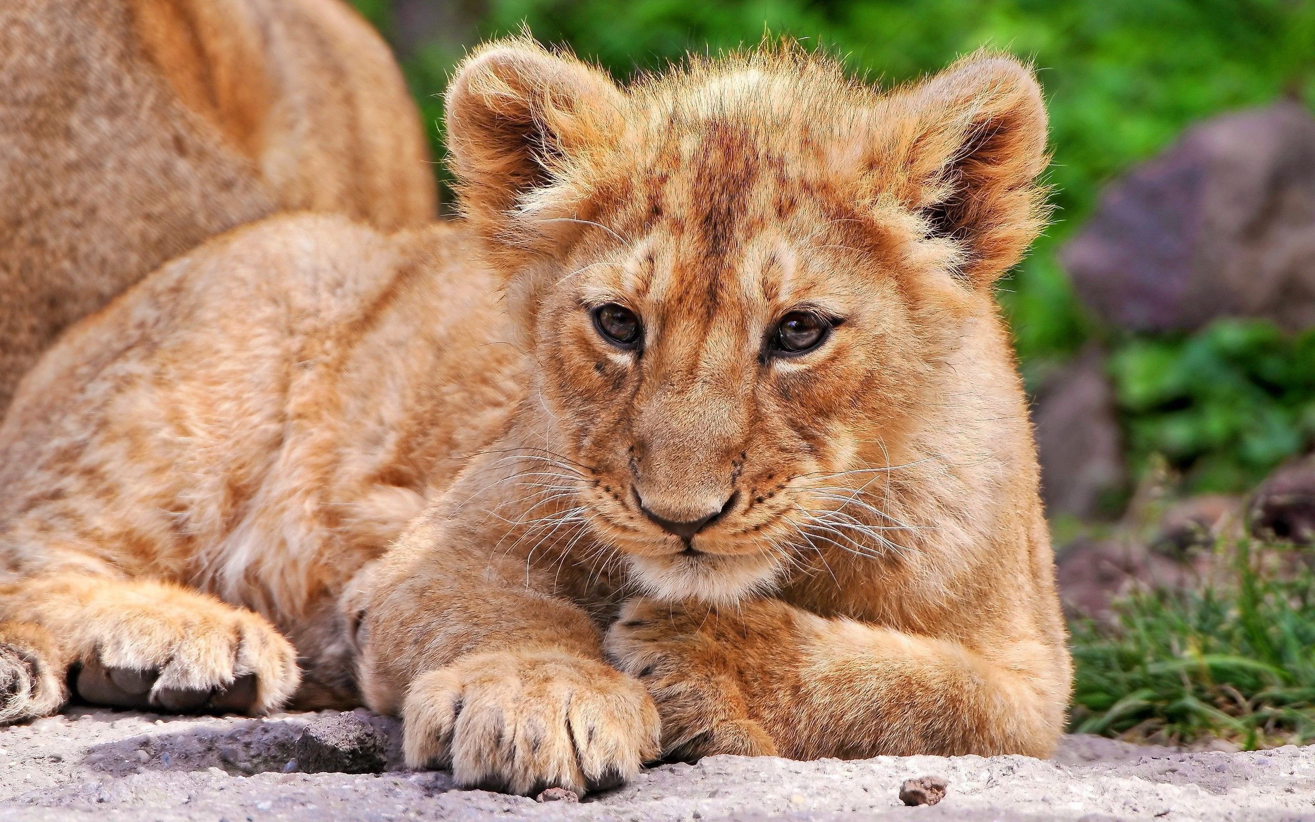 Cucciolo di leone sdraiato, 2560x1600 2K+, PC
