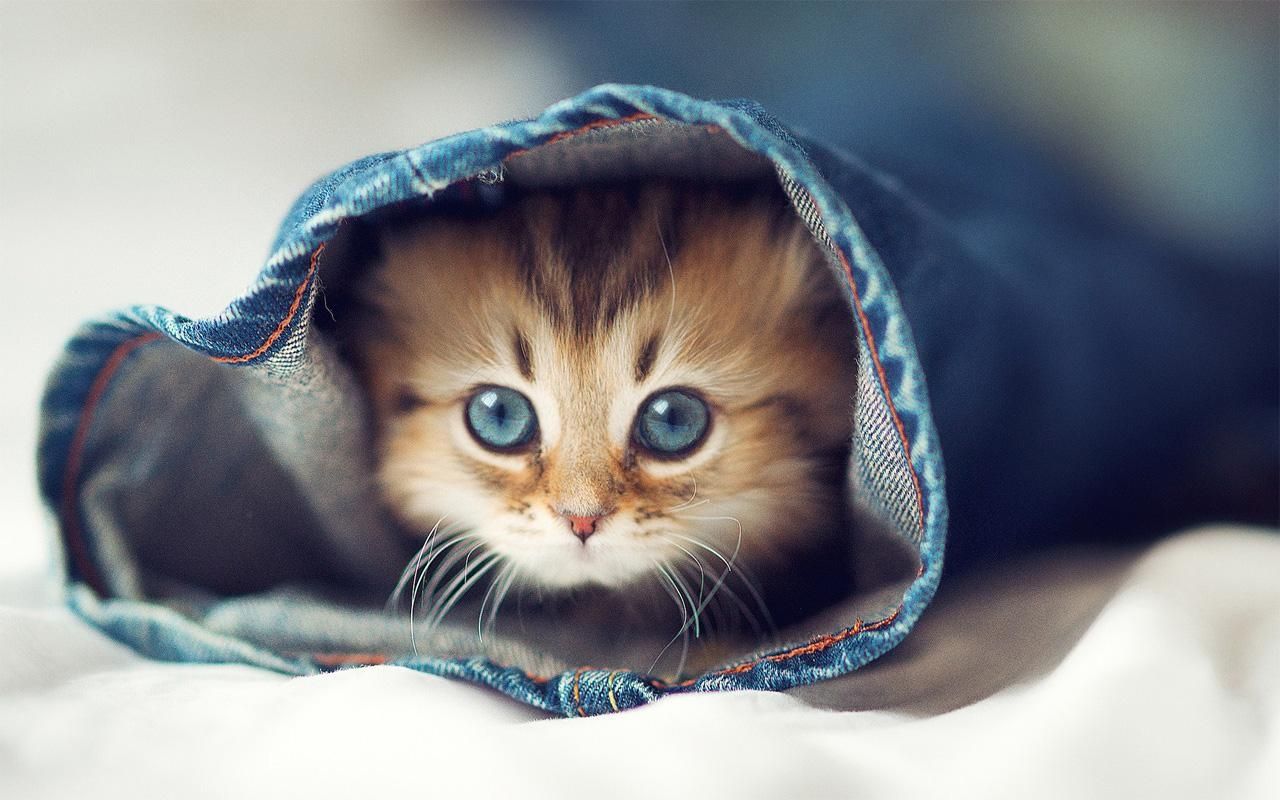 Gattino con occhi azzurri in jeans, 1280x800 720p, Laptop