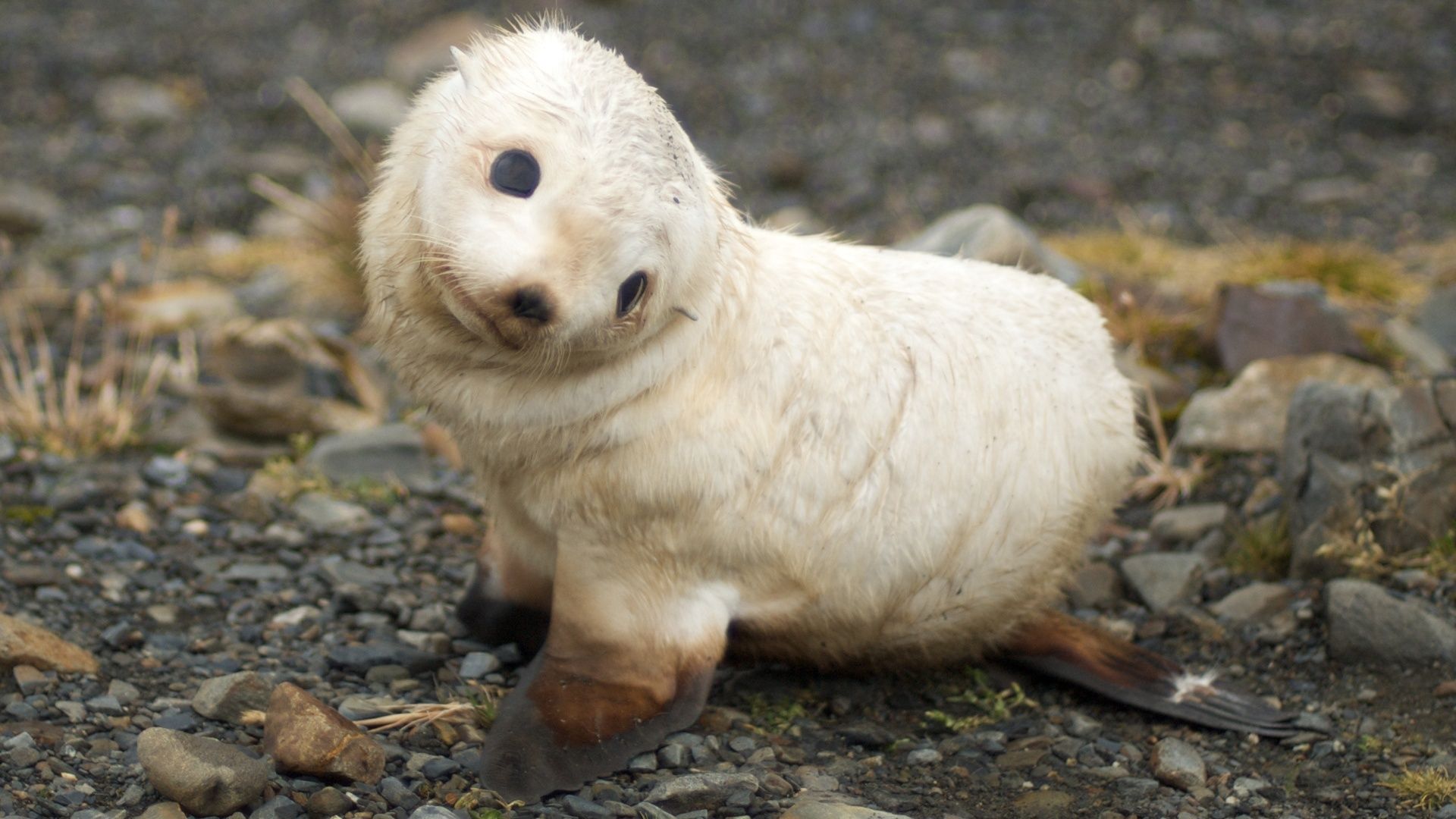 Cucciolo di foca bianca, 1920x1080 1080p, Desktop