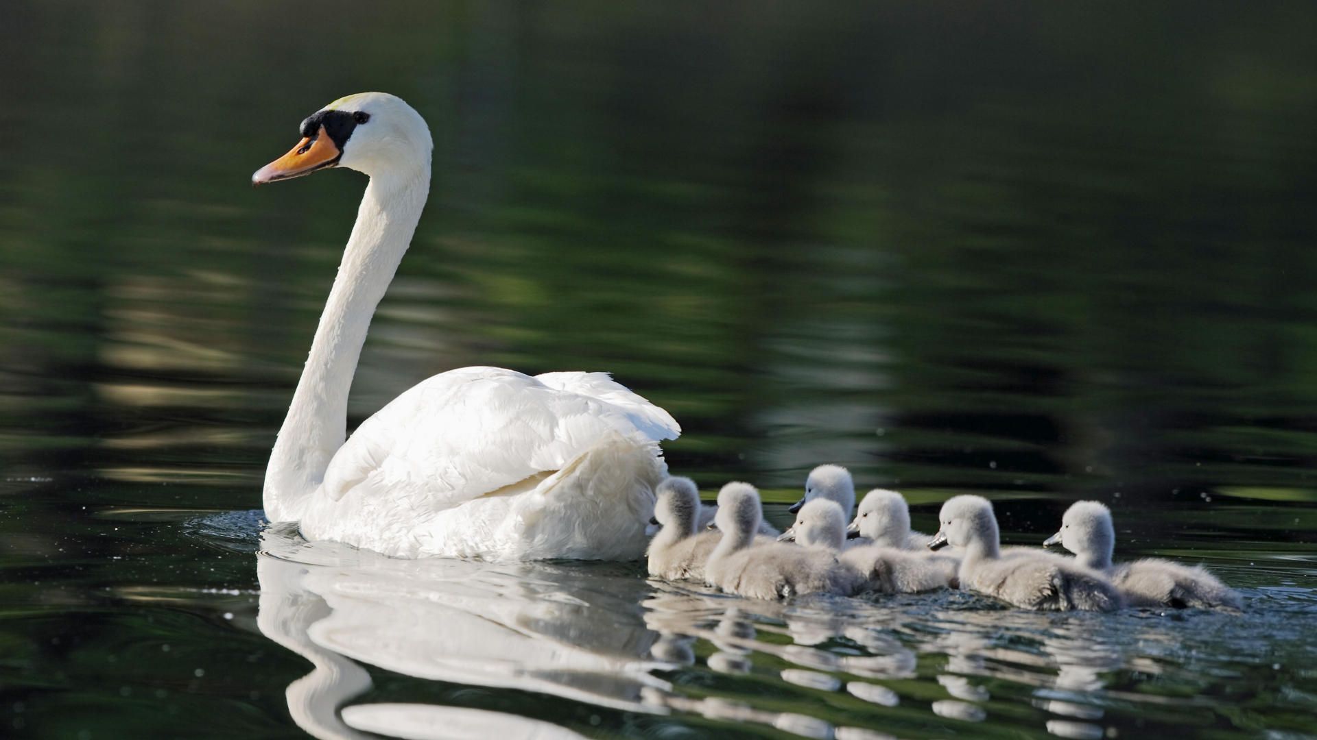 Cigno con cuccioli sull'acqua, 1920x1080 Full HD, Desktop