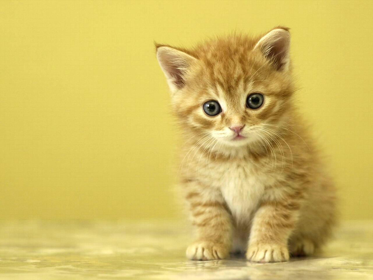 Gattino arancione sfondo giallo, 1280x960 720p, MacBook Air