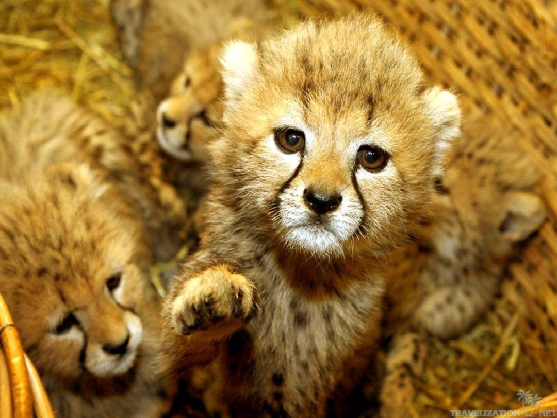 Cuccioli di ghepardo in cesto, 1920x1440 Full HD+ WUXGA, Laptop