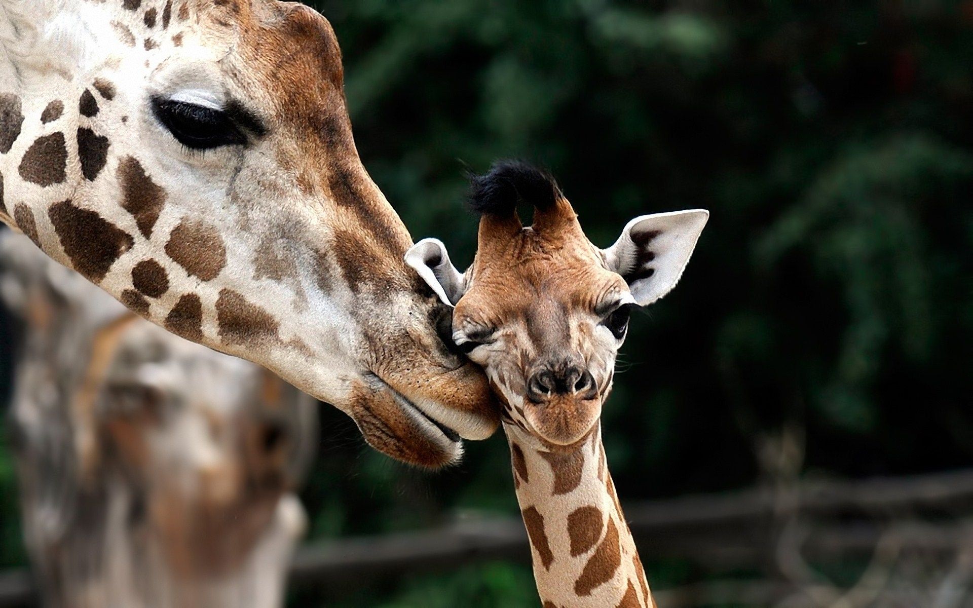 Giraffa madre e cucciolo, 1920x1200 Full HD+, PC Desktop