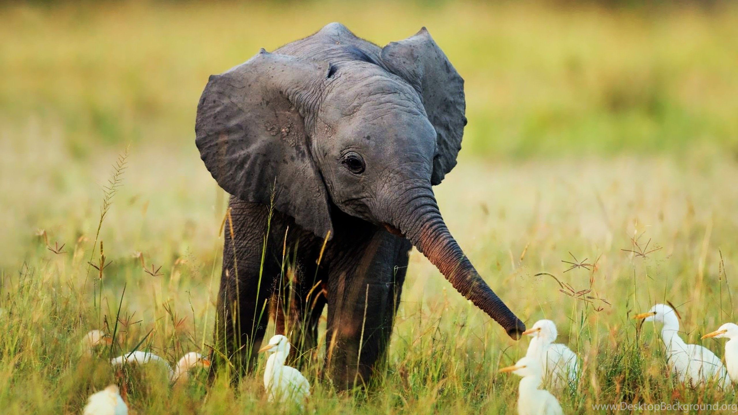 Cucciolo elefante tra egrette, 2560x1440 2K QHD, PC