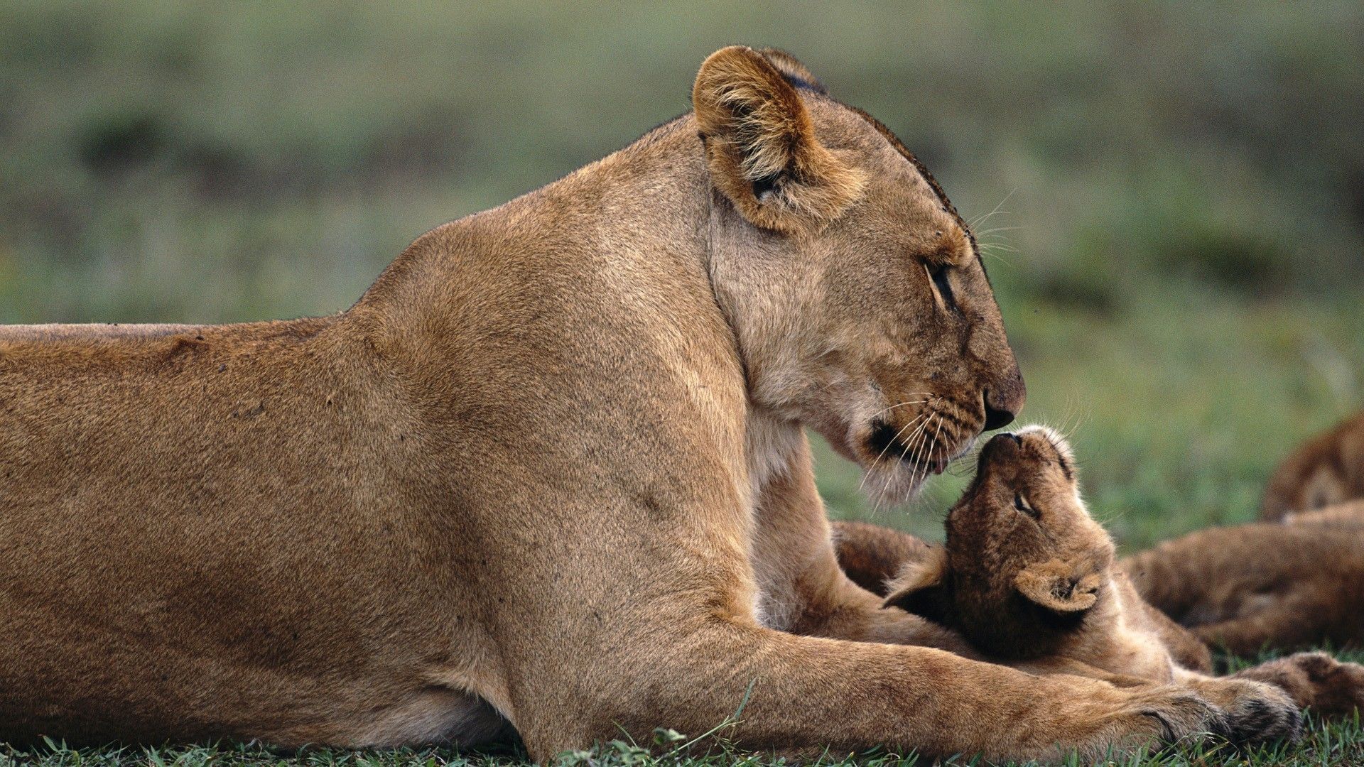 Leonessa con cucciolo, 1920x1080 Full HD, Laptop