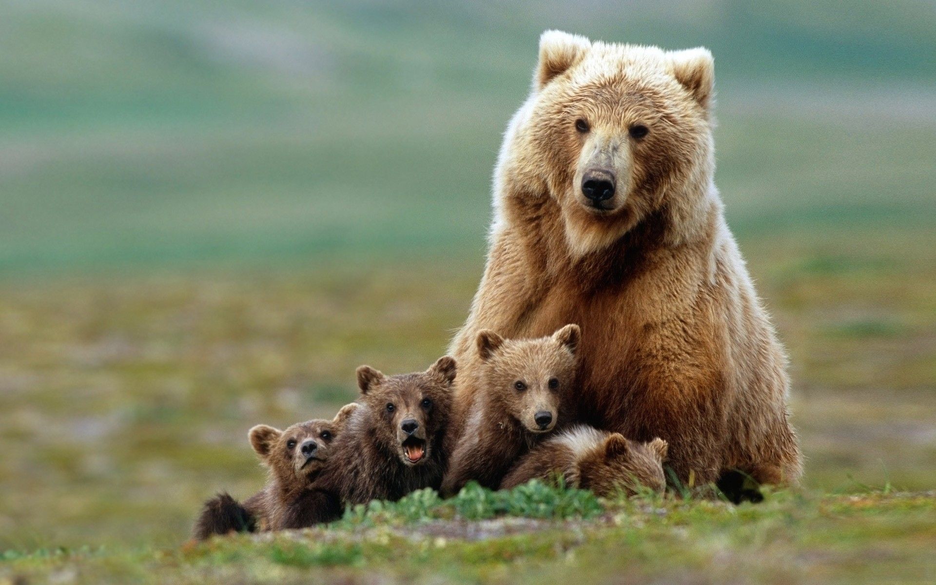 Orsa con tre cuccioli, 1920x1200 Full HD+ WUXGA, iMac