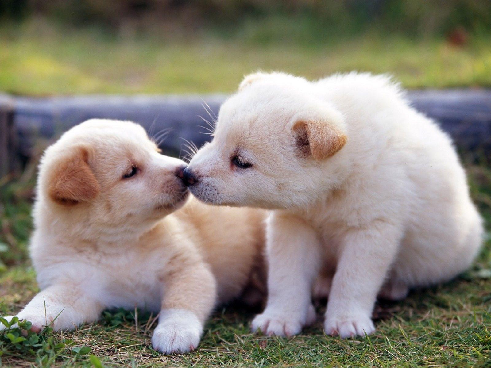 Due cuccioli bianchi sull'erba, 1600x1200 900p, Laptop