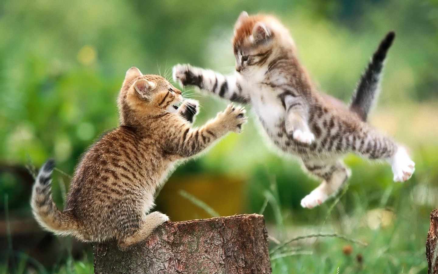 Due gattini che giocano, 1440x900 HD, Desktop