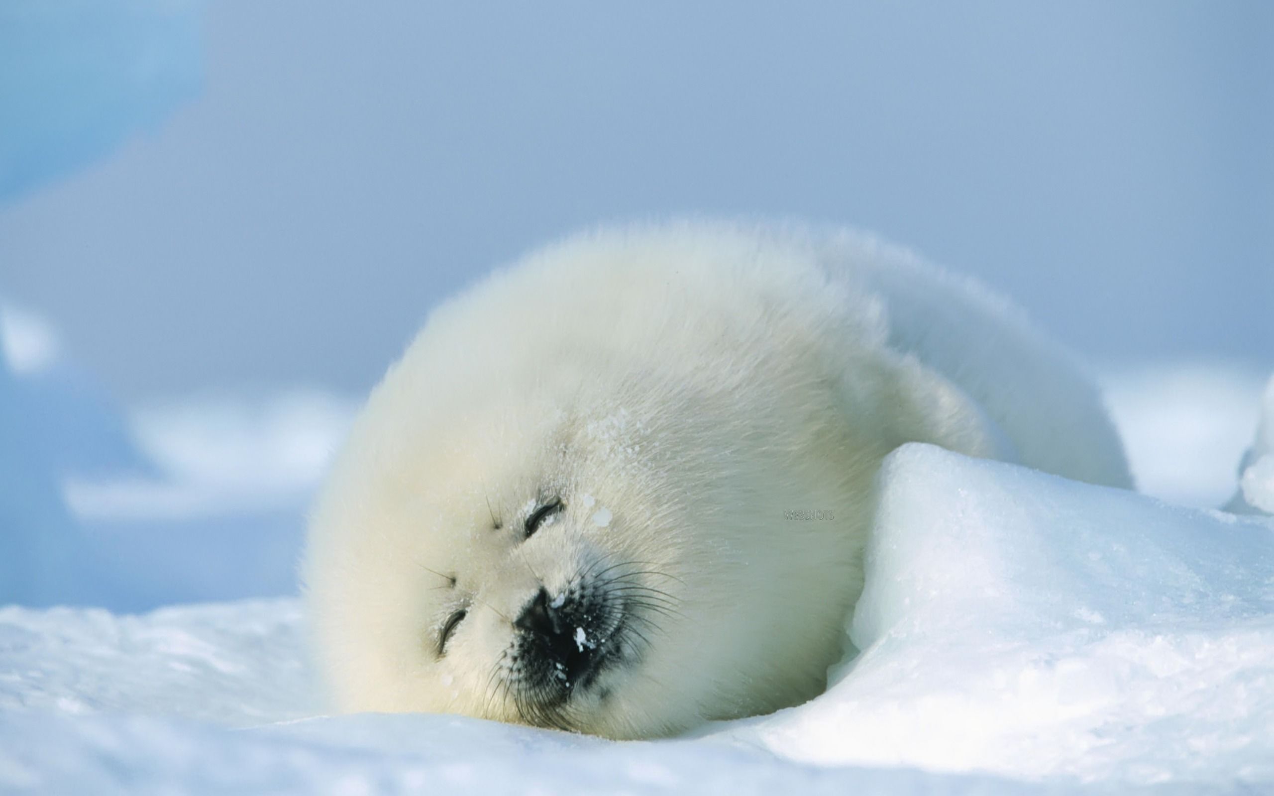 Cucciolo orso polare neve, 1024x768 HD, Laptop