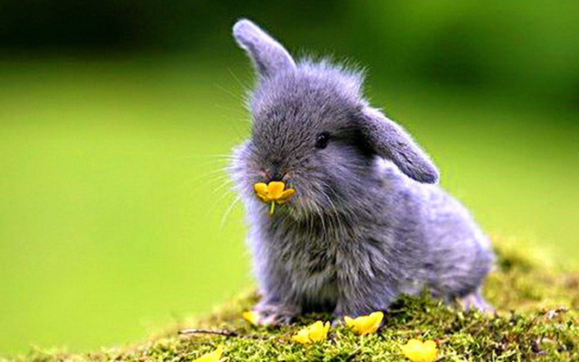 Cucciolo di riccio tenuto in mano, 1024x768 HD, iMac