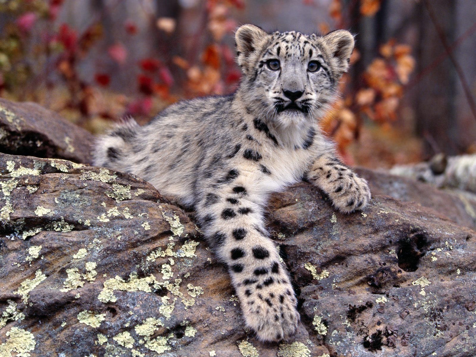Cucciolo di leopardo delle nevi, 1995x1334 Full HD+ WUXGA, PC Desktop