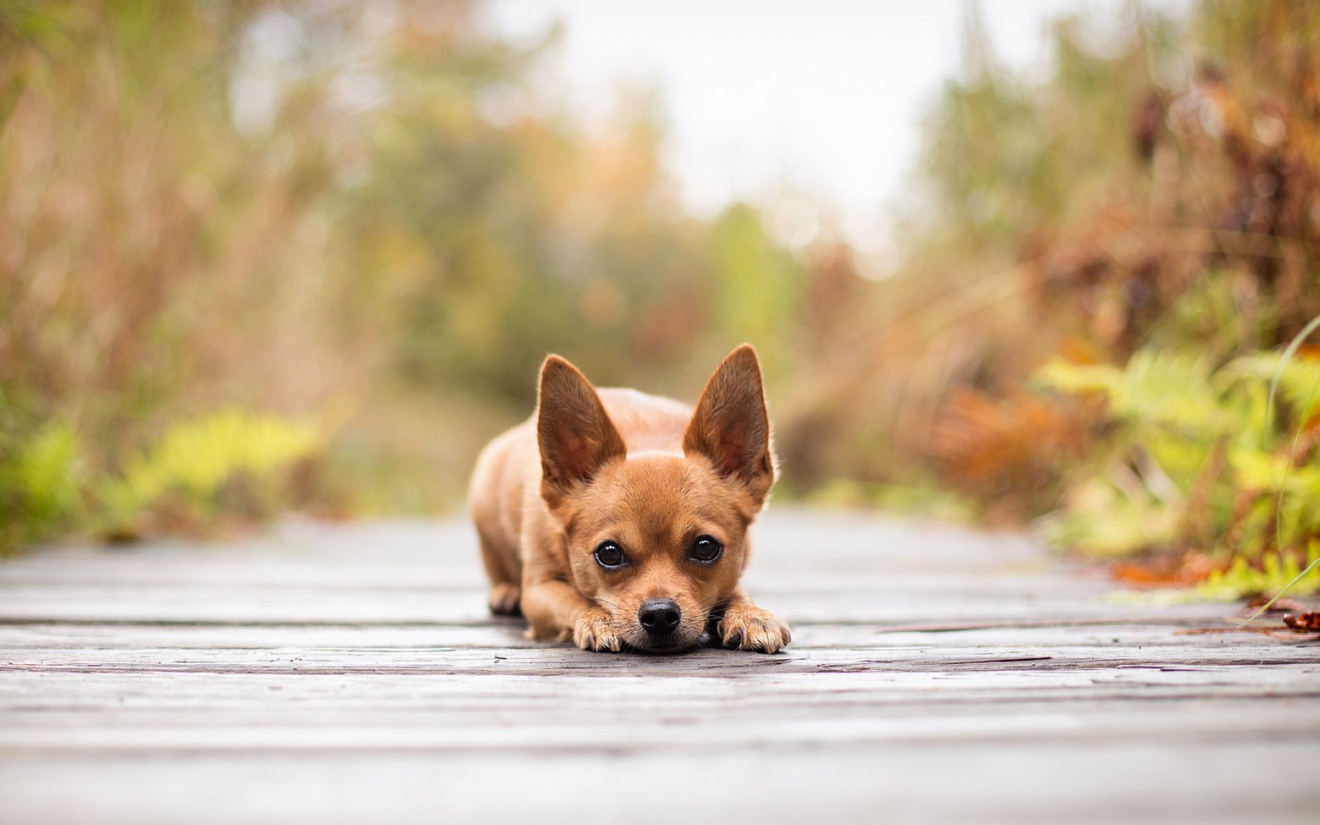 Chihuahua sdraiato su passerella, 1920x1200 WUXGA, PC