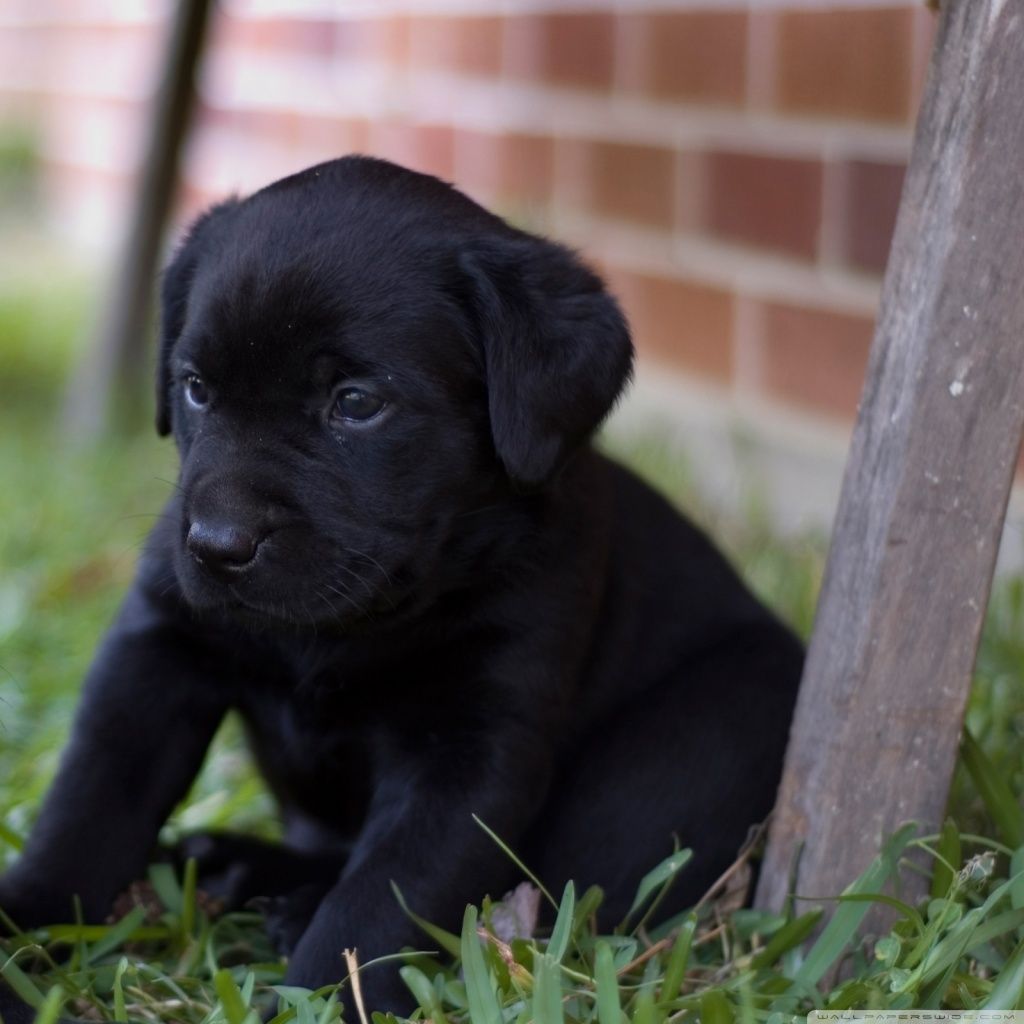 Cucciolo Labrador nero erba, 1024x1024 HD, iMac