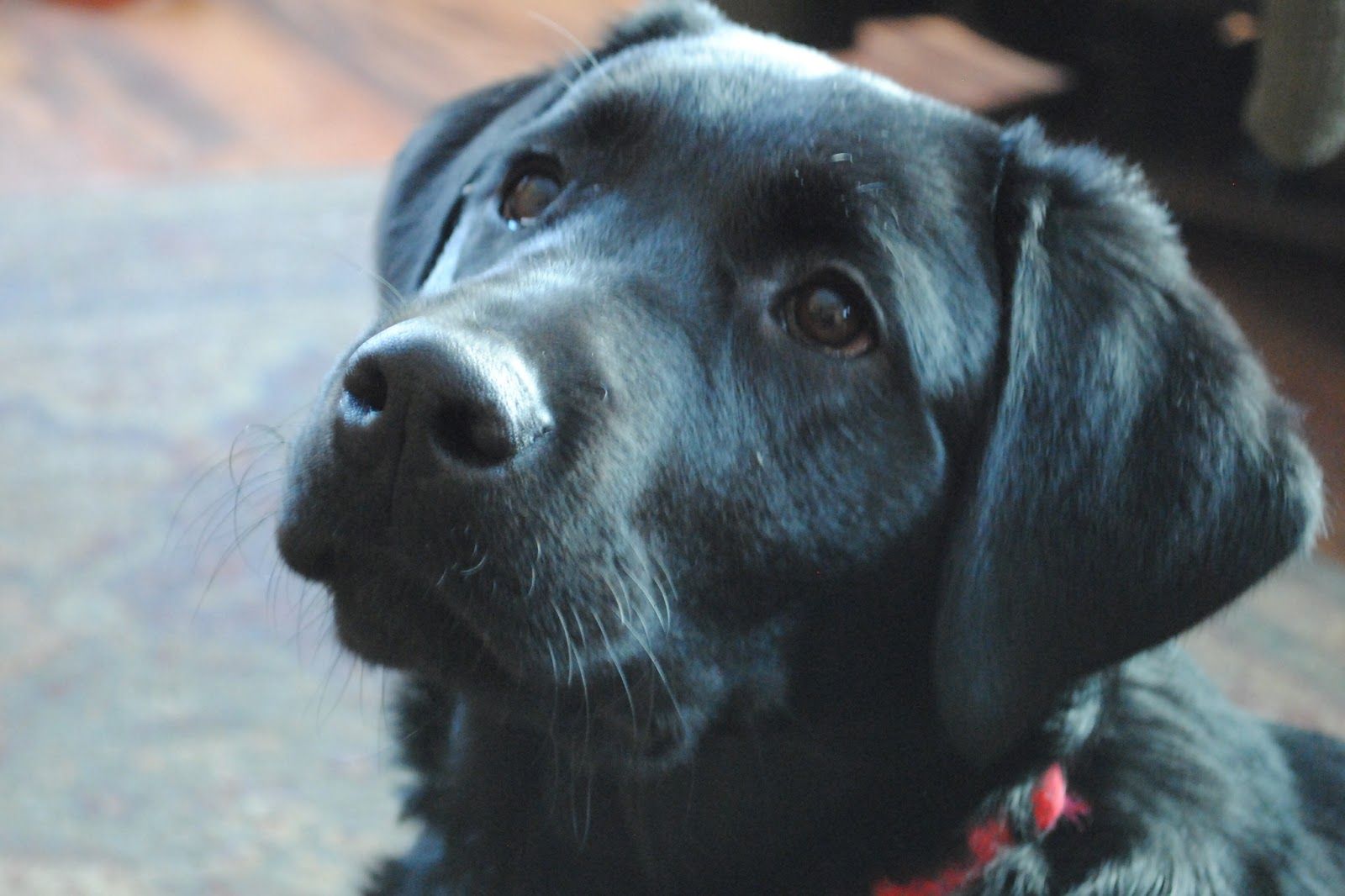 Cucciolo labrador nero prato, 757x1060 Full HD Verticale, Smartphone