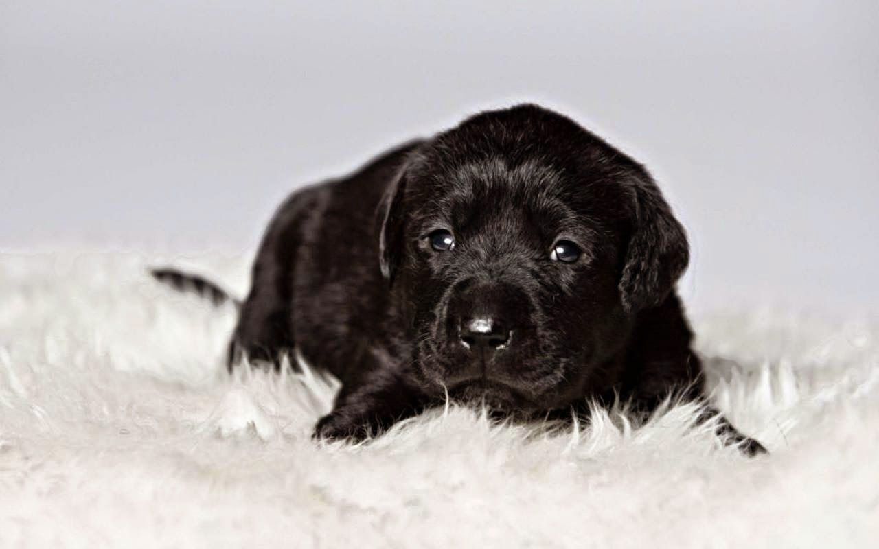 Cucciolo labrador nero, 1280x800 HD, Desktop