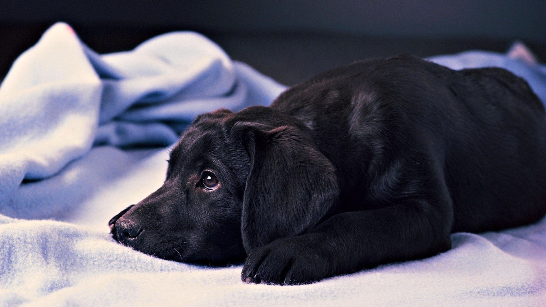 Cucciolo Labrador nero sdraiato, 1800x1013 HD, iMac