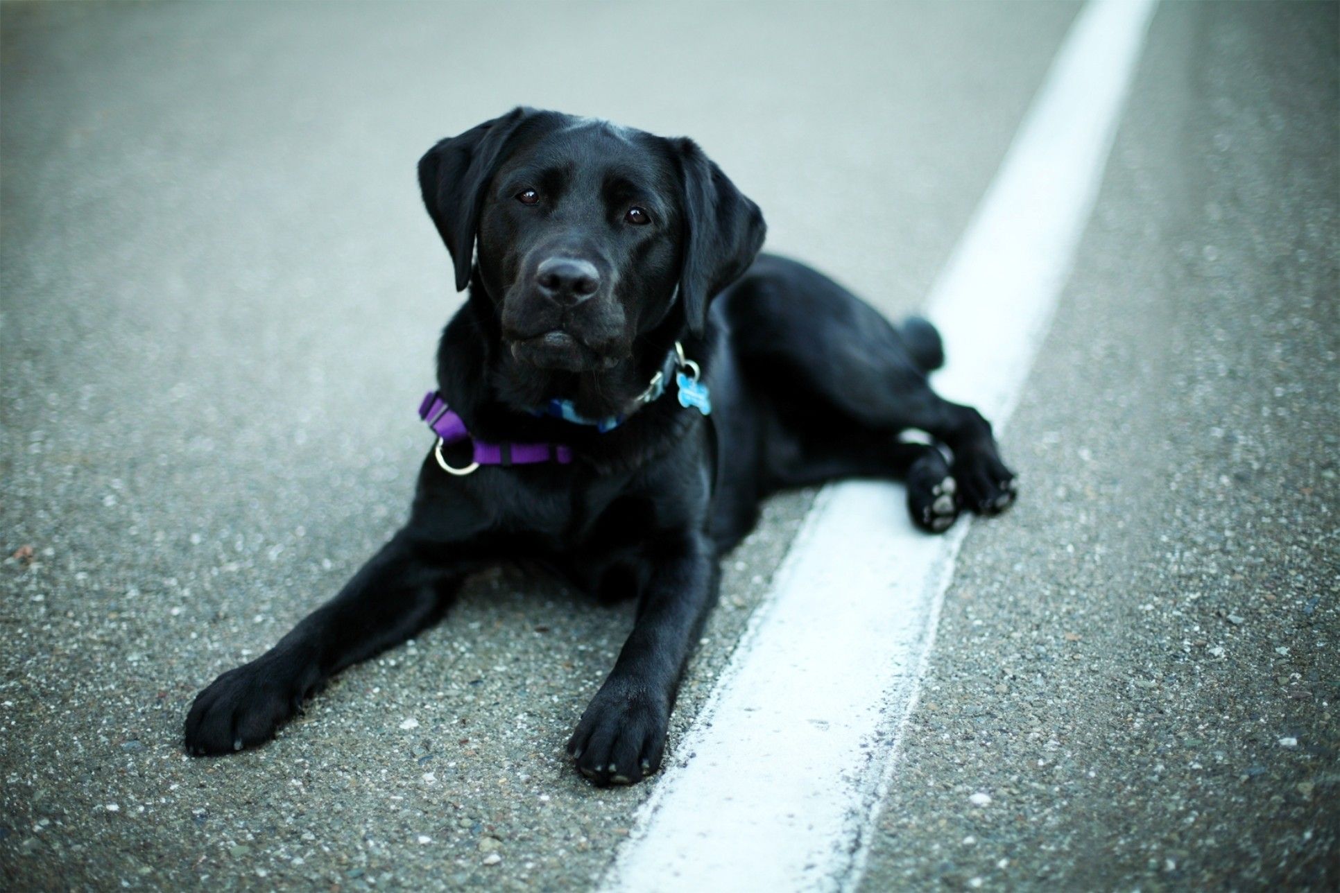 Labrador nero adulto su strada, 1932x1288 WUXGA, Desktop