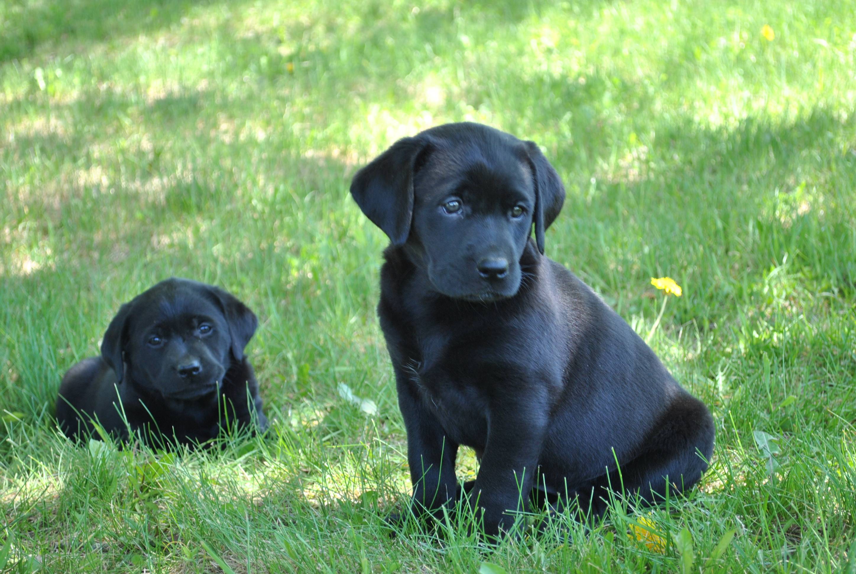Cuccioli labrador neri nell'erba, 2896x1944 2K, PC