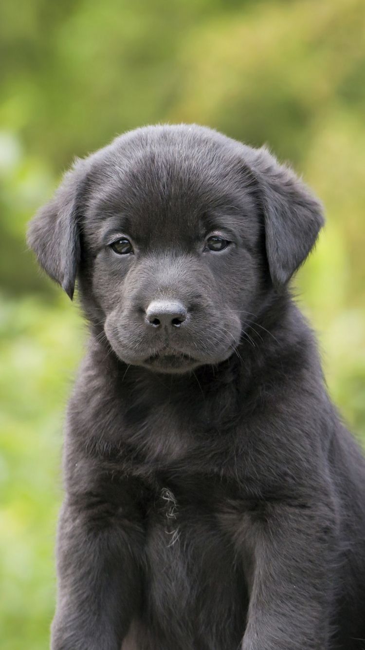 Cucciolo Labrador nero, 750x1334 Verticale, Mobile