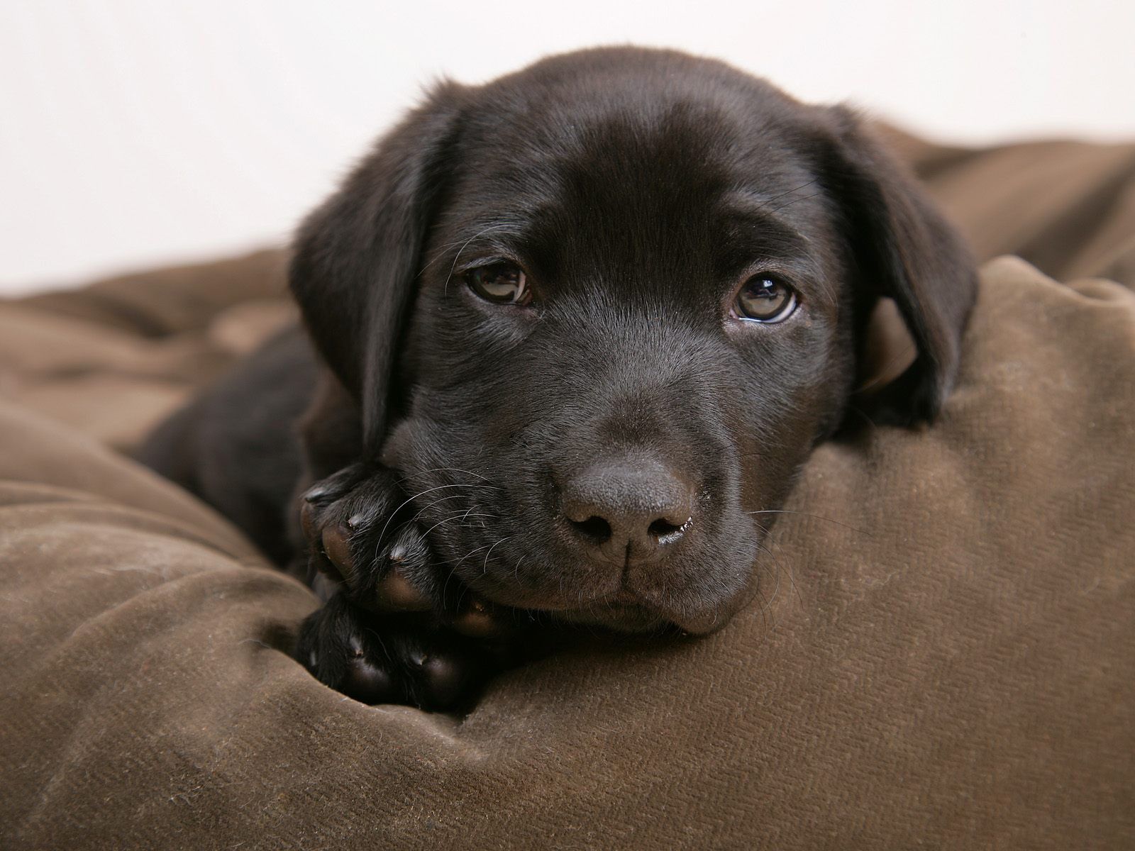 Cucciolo labrador nero su cuscino, 1600x1200 900p, Laptop