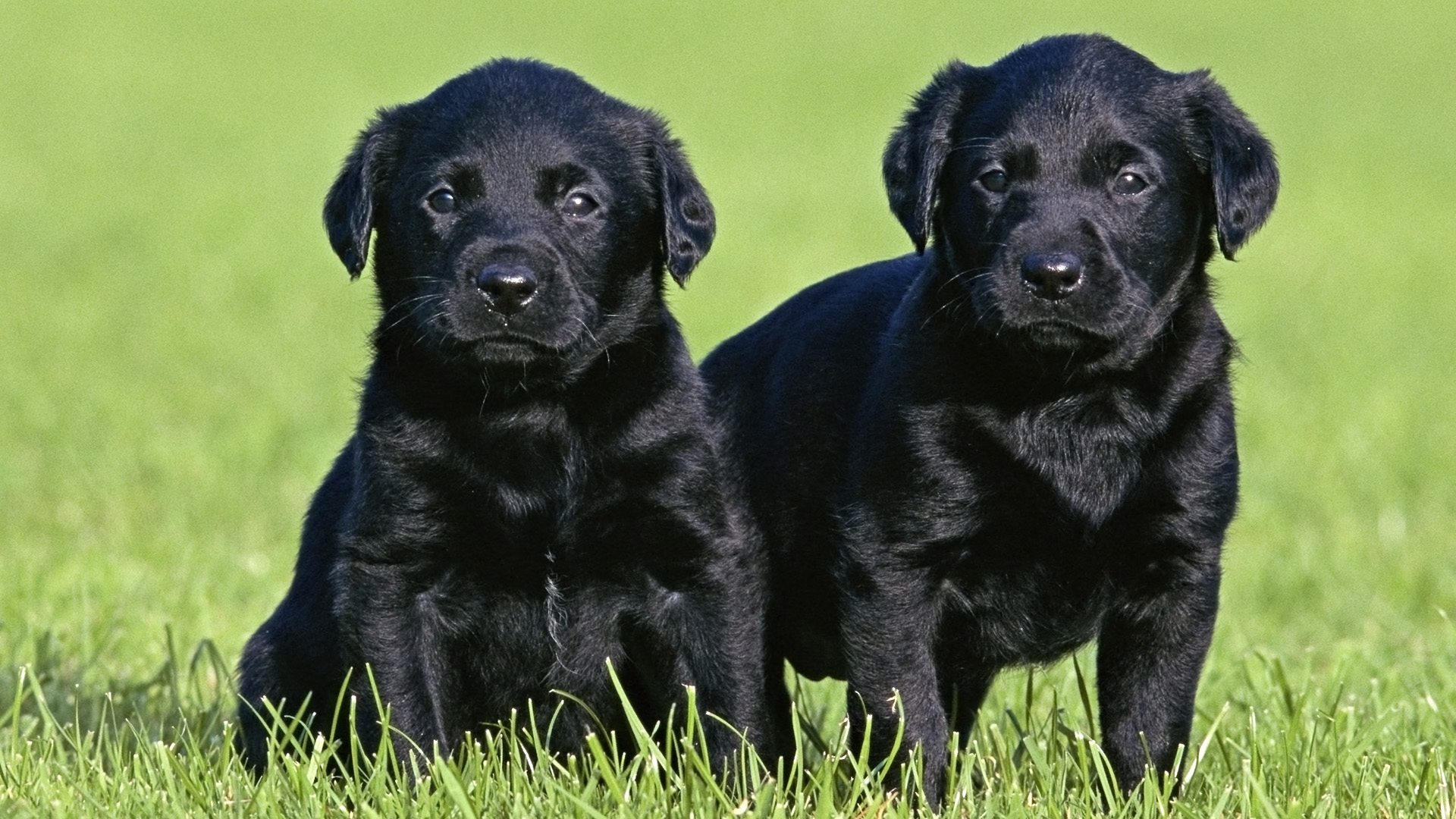Cuccioli labrador neri erba, 1920x1080 Full HD 1080p, PC Desktop